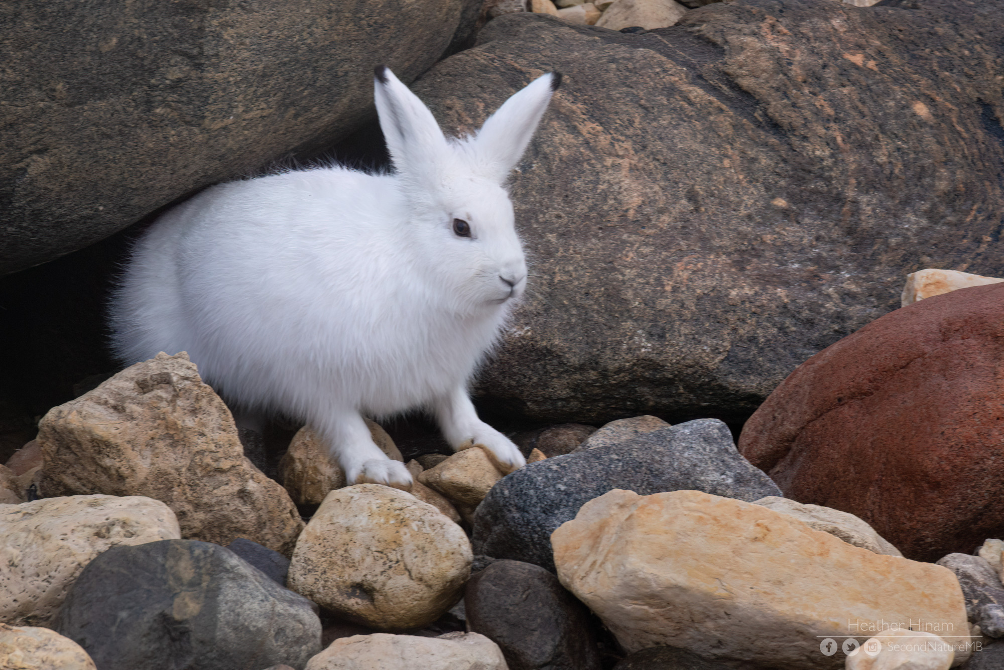 A bright white Arctic hare comes out from underneath a pair of granite boulders. The foreground is strewn with smaller rocks of different colours and types. 