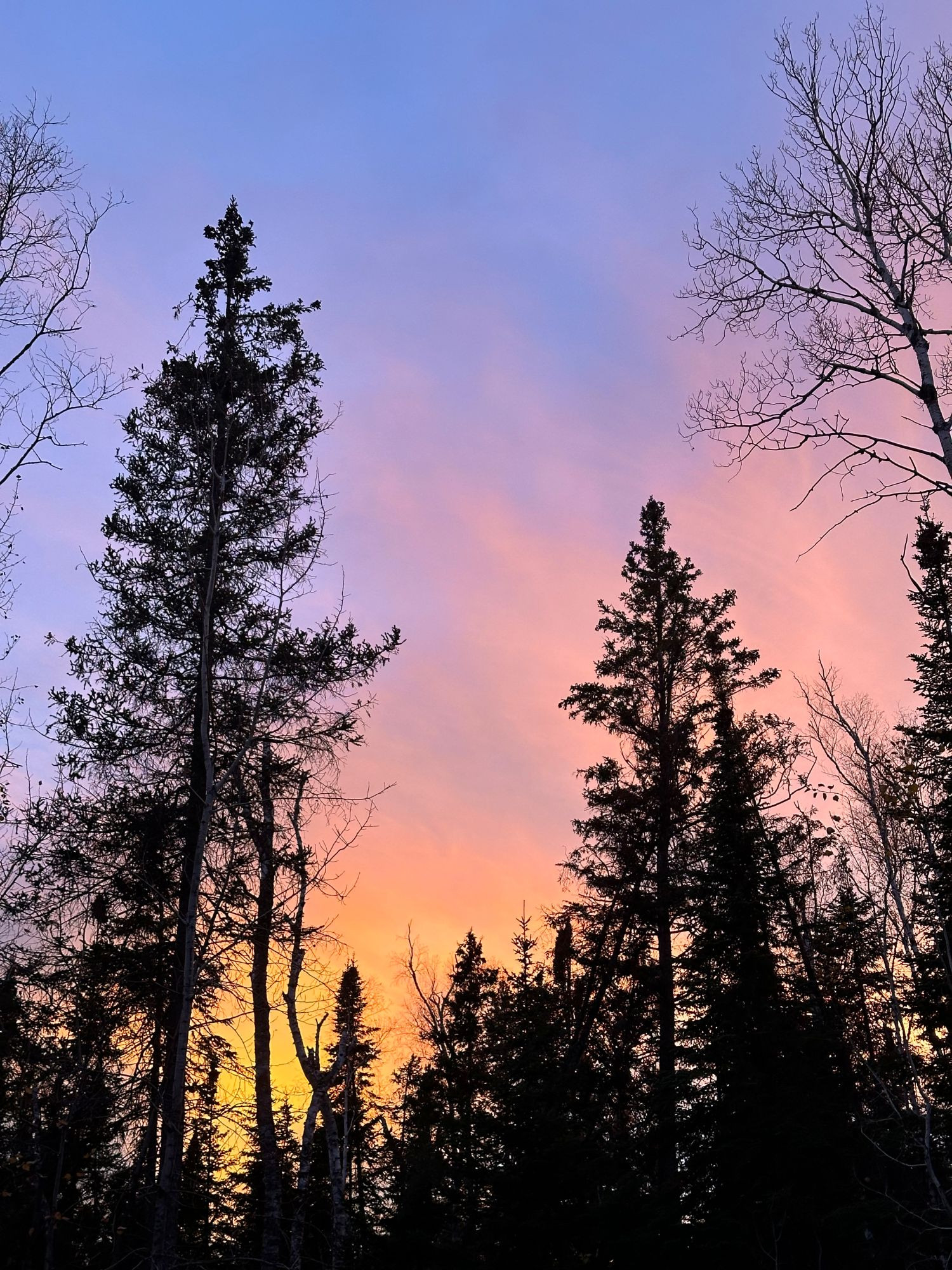 Looking up at the dark silhouettes of spruce trees and bare poplars. Behind them, the sky is alight with yellow, orange and red clouds against a fading blue sky.