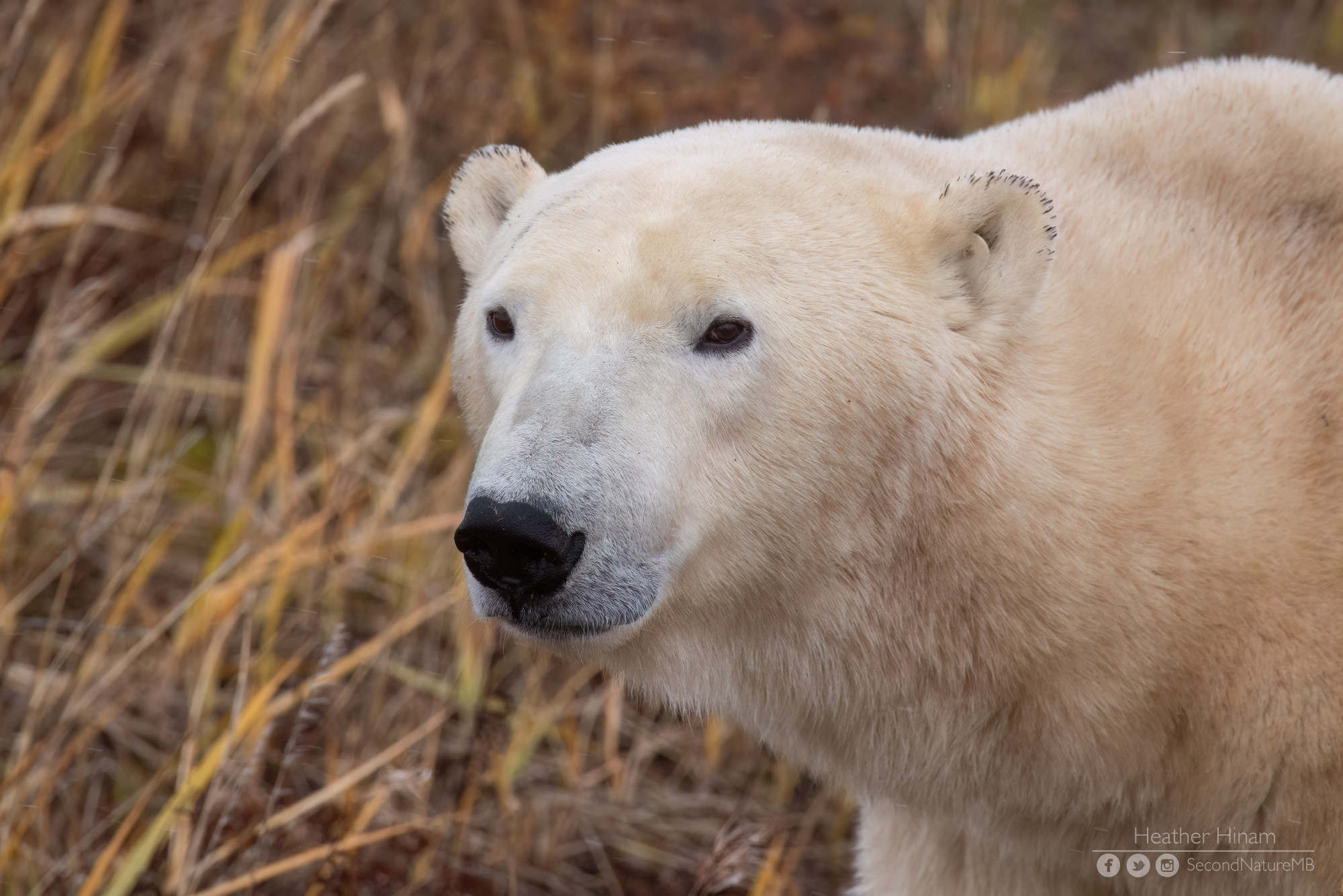 A portrait of a large male polar bear looking off to this left.  His eyes are more closely spaced and his muzzle is longer and narrower. His ears have black tips on the fur, which may be something caught in the hair. 