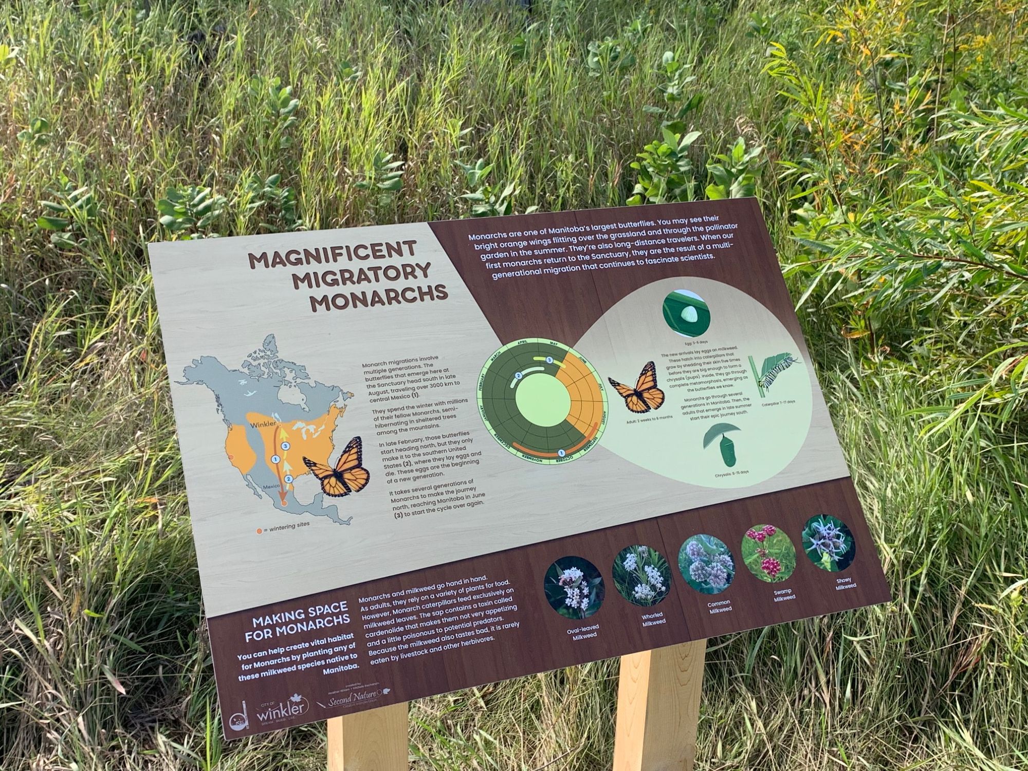 A brown interpretive sign in a prairie. It's titled Magnificent Migratory Monarchs. It shows a map of the distribution of monarch butterflies and the route they take during migration. The bottom bar includes photos of 5 different species of milkweed that grow in the area. The right-hand side of the panel shows the monarch life cycle and how it fits into the year.