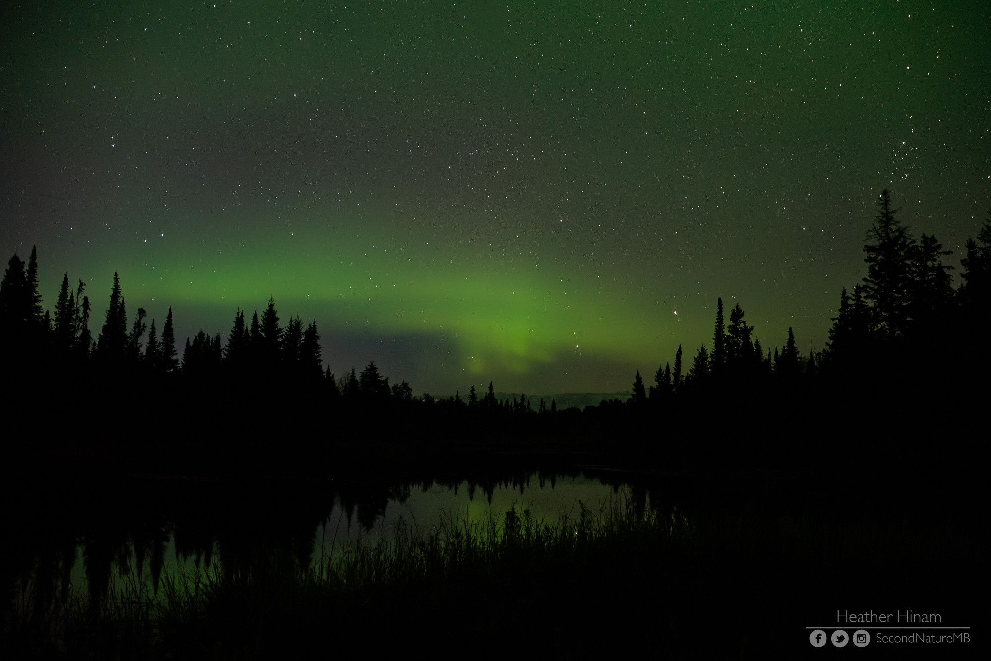 A light ribbon of green aurora twists across the sky over a boreal pond lined with spruce trees. The light is reflected in the still water in the foreground.