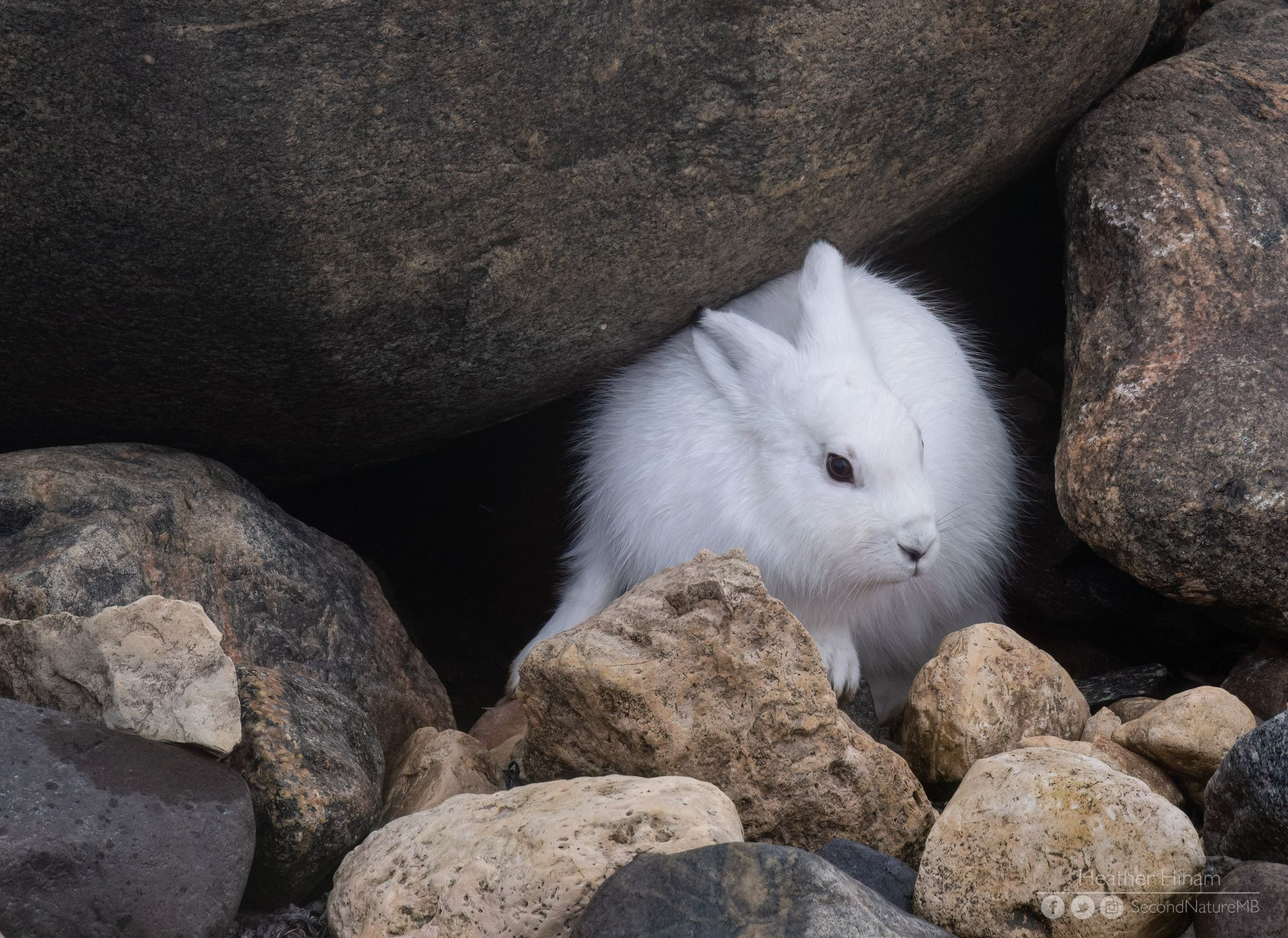 A bright white Arctic hare peeks out from a little cavern under some granite boulders. It's making a move to come out into the open. 