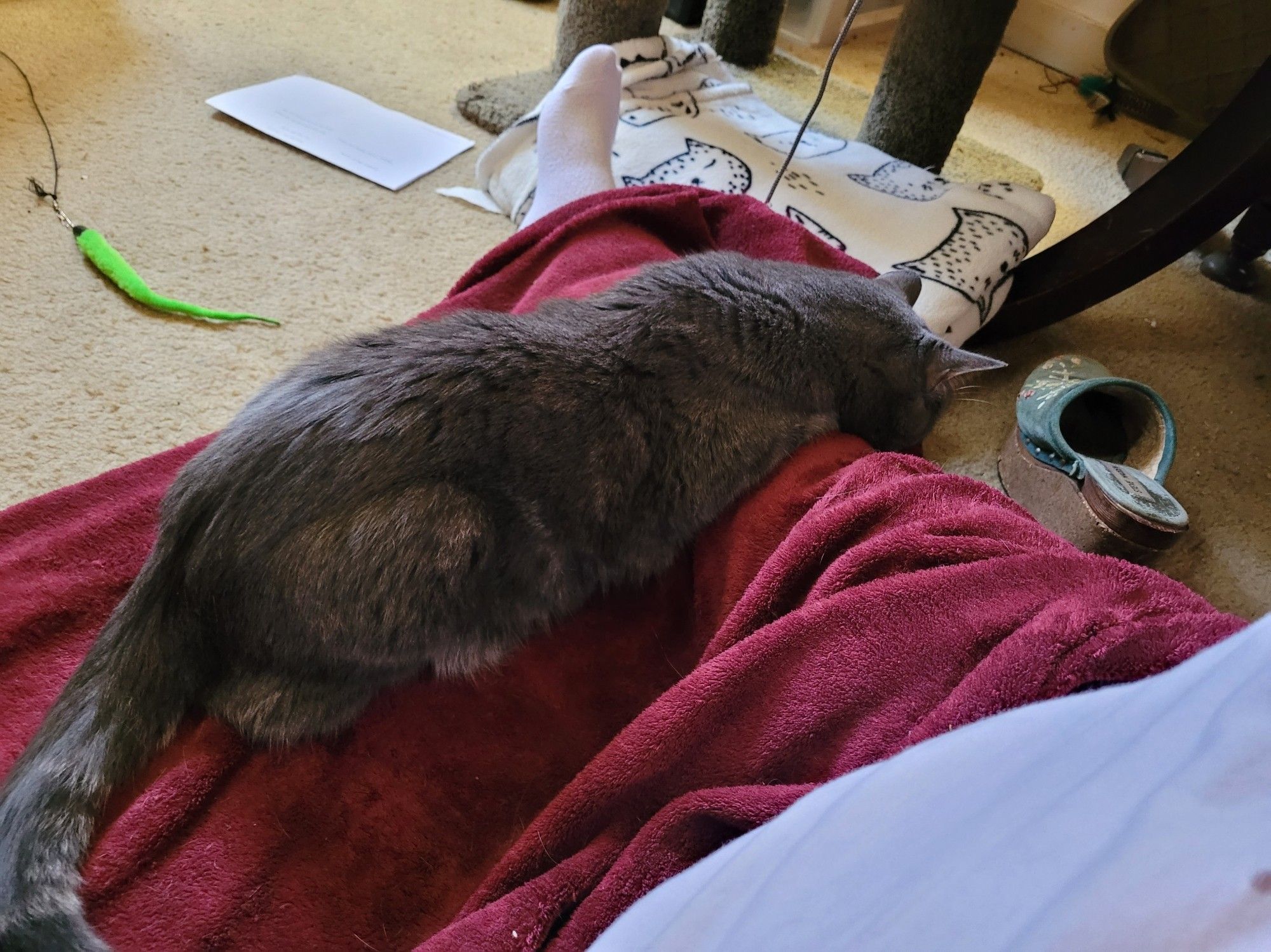 A gray tabby cat is draped over a human's leg that's covered by a fuzzy red blanket.