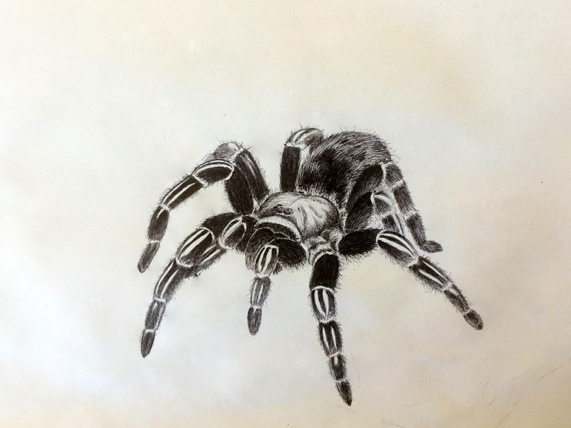 Realistic style ballpoint pen drawing of a tarantula.