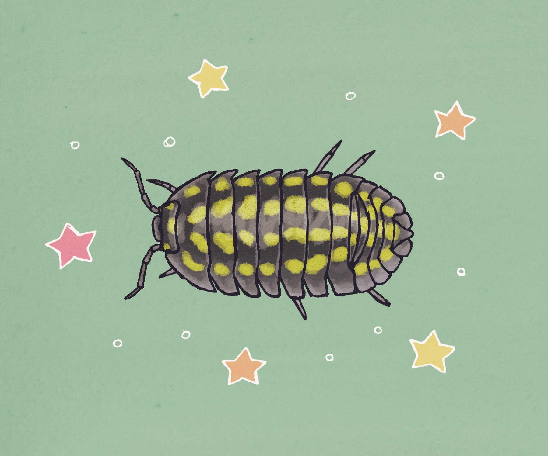 Illustration of a round, dark gray isopod with a lot of yellow spots. There are little warm-colored stars and dots around it on a pale green background.