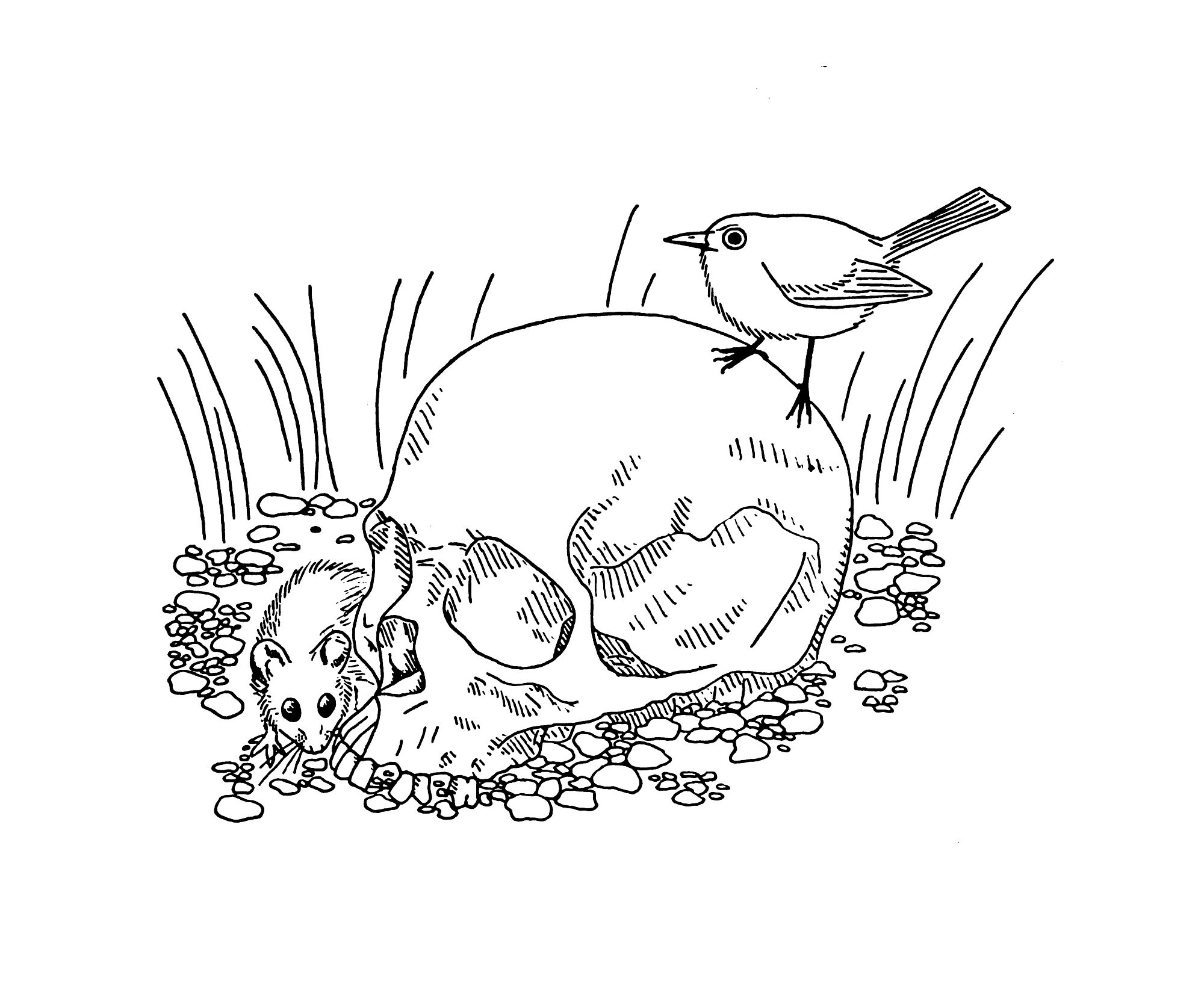 Uncolored drawing of a human skull on the ground. There is a mouse peeking around it and a puffy little bird perched on top.