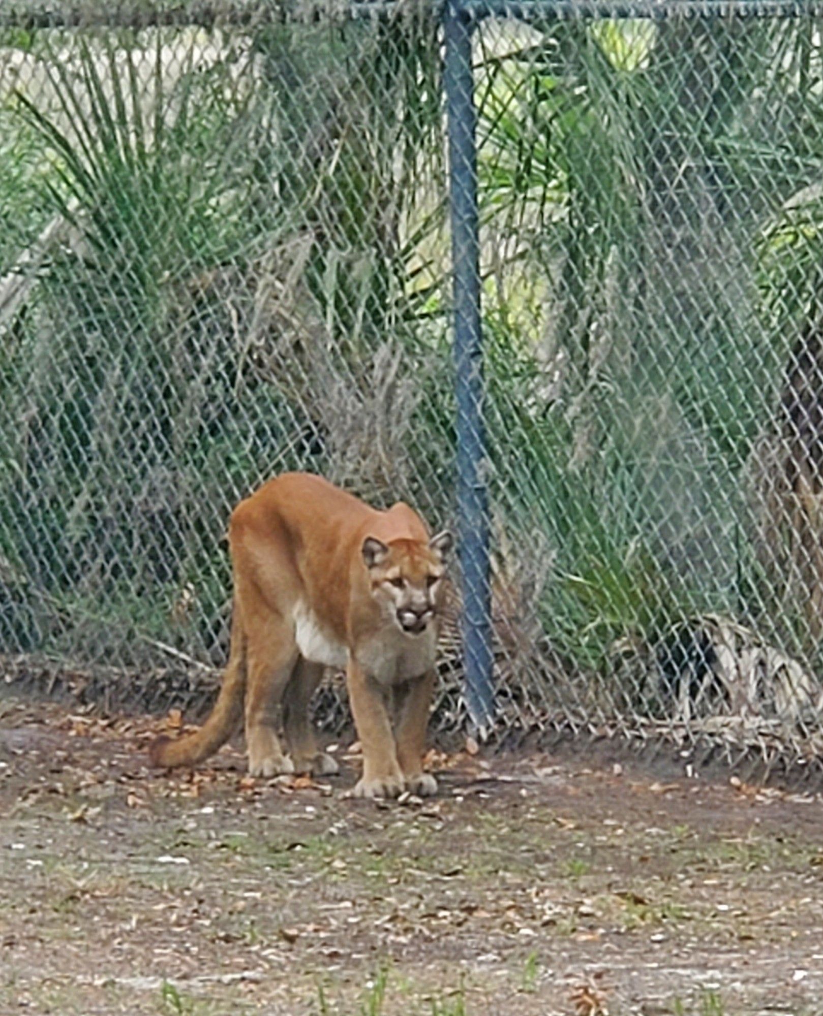 A cougar, aka moutain lion, rescued as a cub, in its enclosure.