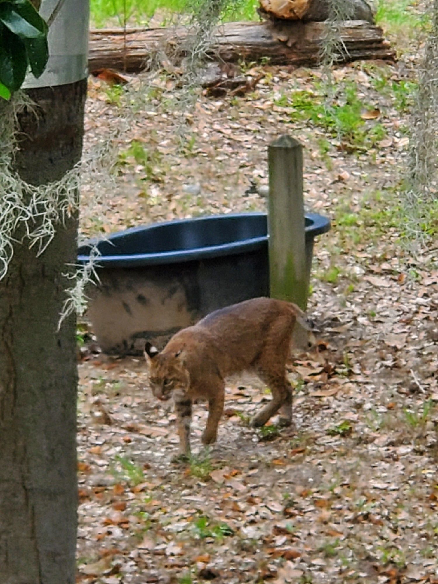 A rescue bobcat next to the water tank in its enclosure.