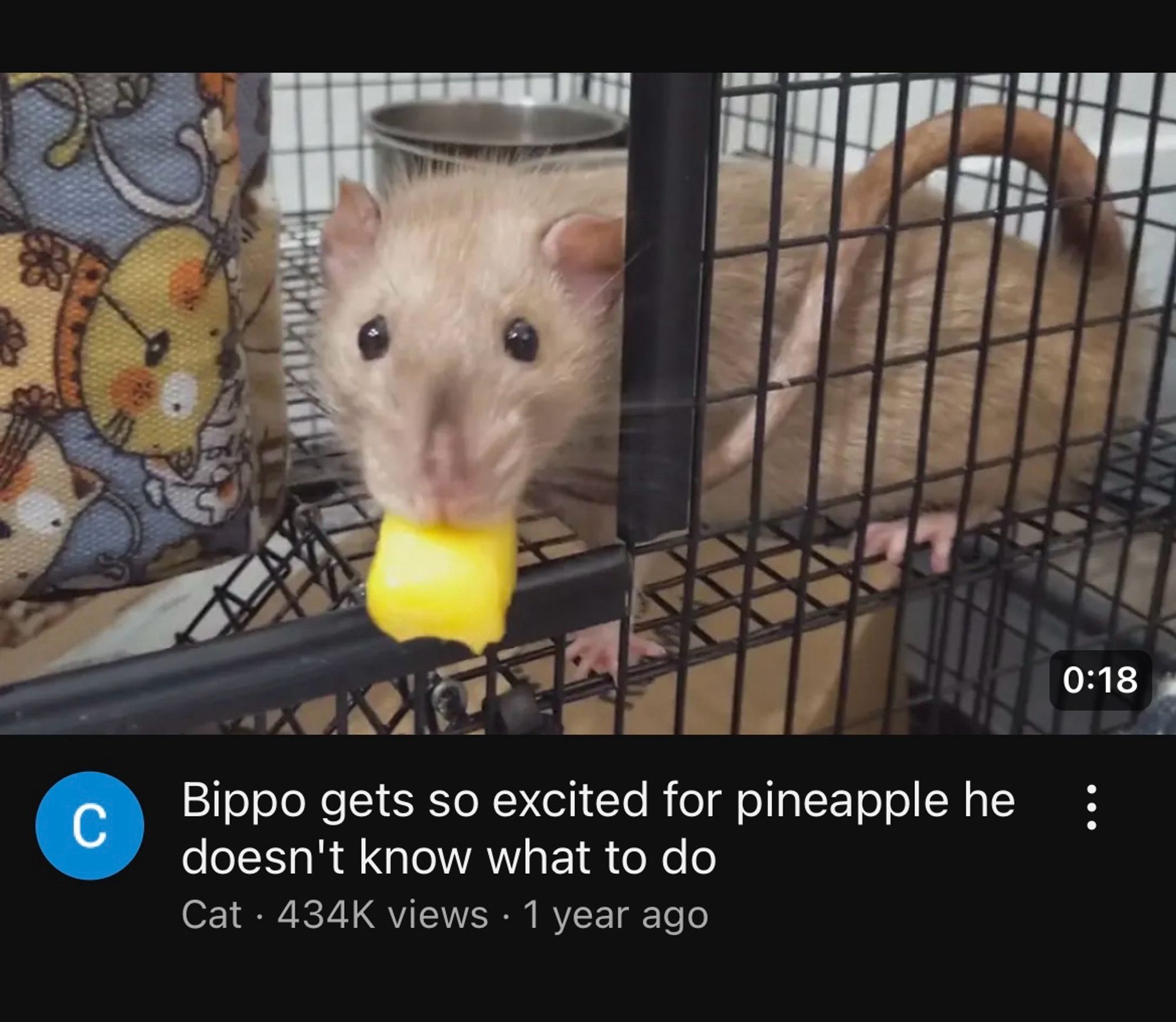 A screenshot of a YouTube thumbnail showing a rat gleefully eating a piece of cutup, pineapple, with the title Bippo gets so excited for pineapple he doesn’t know what to do