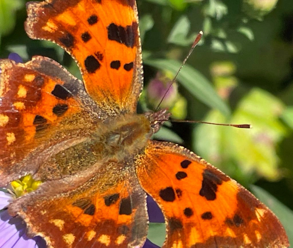 Ein C-Falter auf einer lilafarbenen Herbstasterblüte.