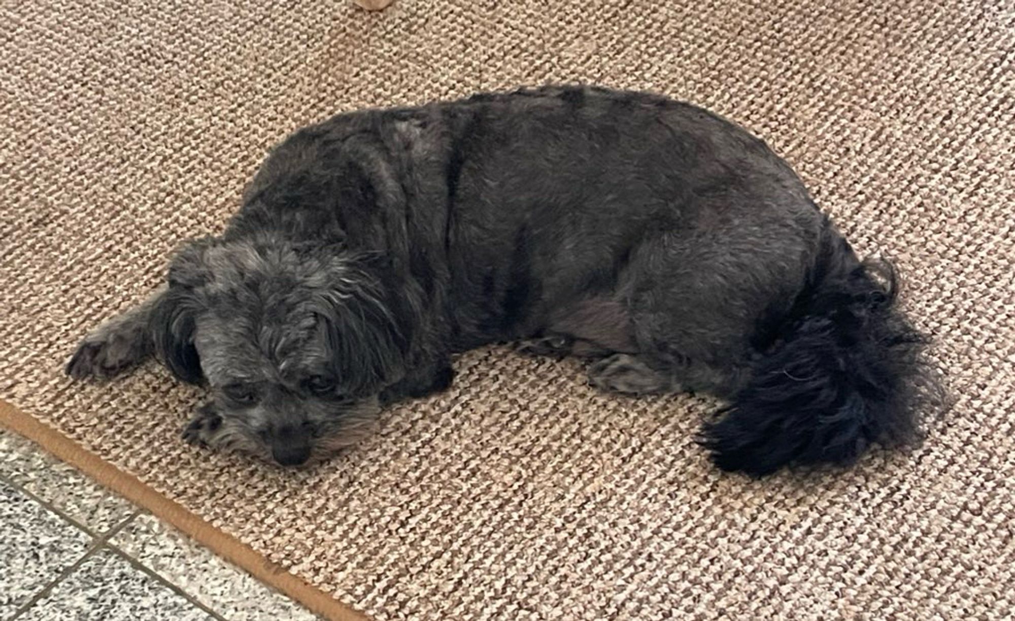 Ein kleiner schwarzer Hund mit kurzem Fell.