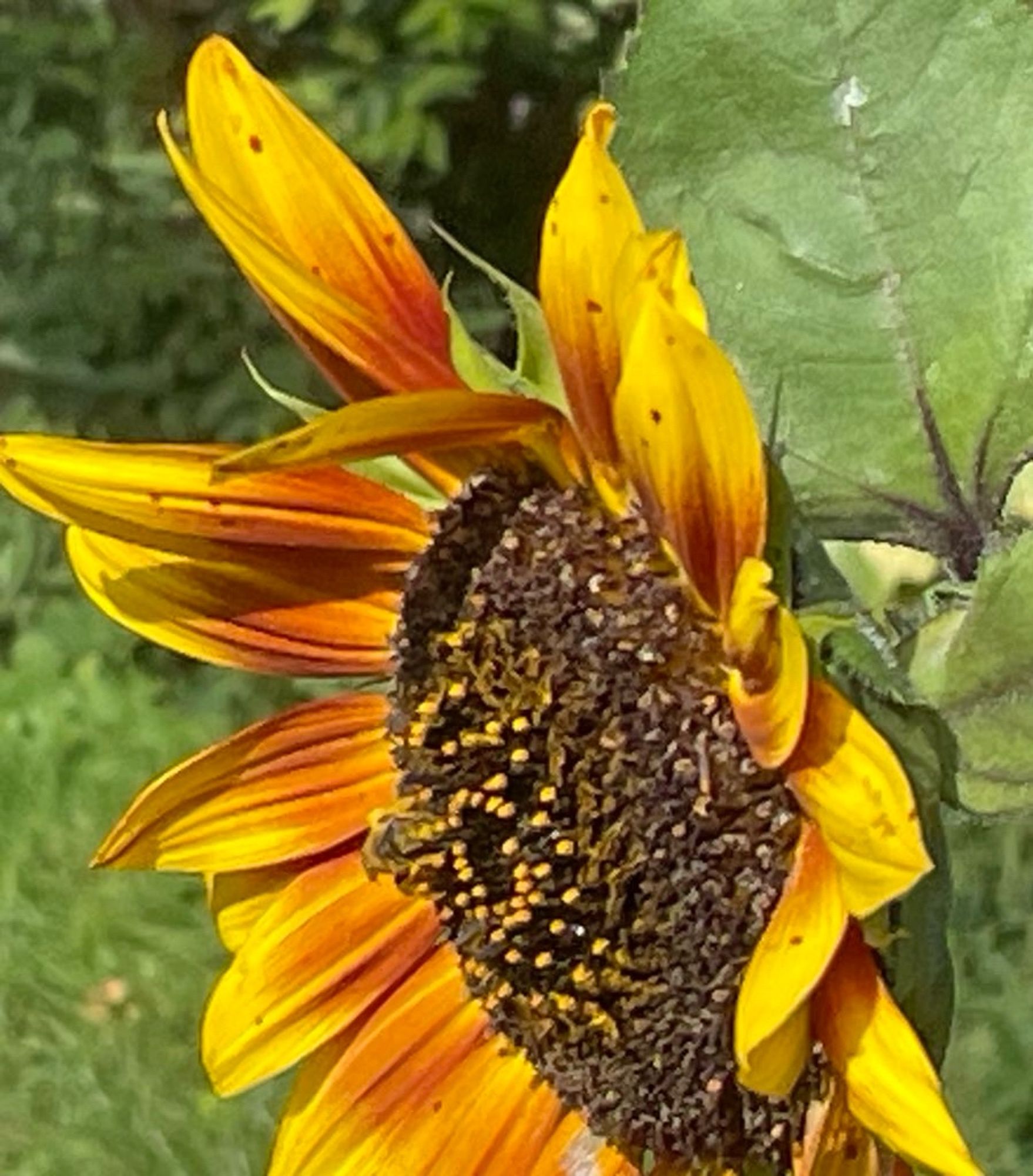 Kleines Bienchen an einer Sonnenblumenblüte.