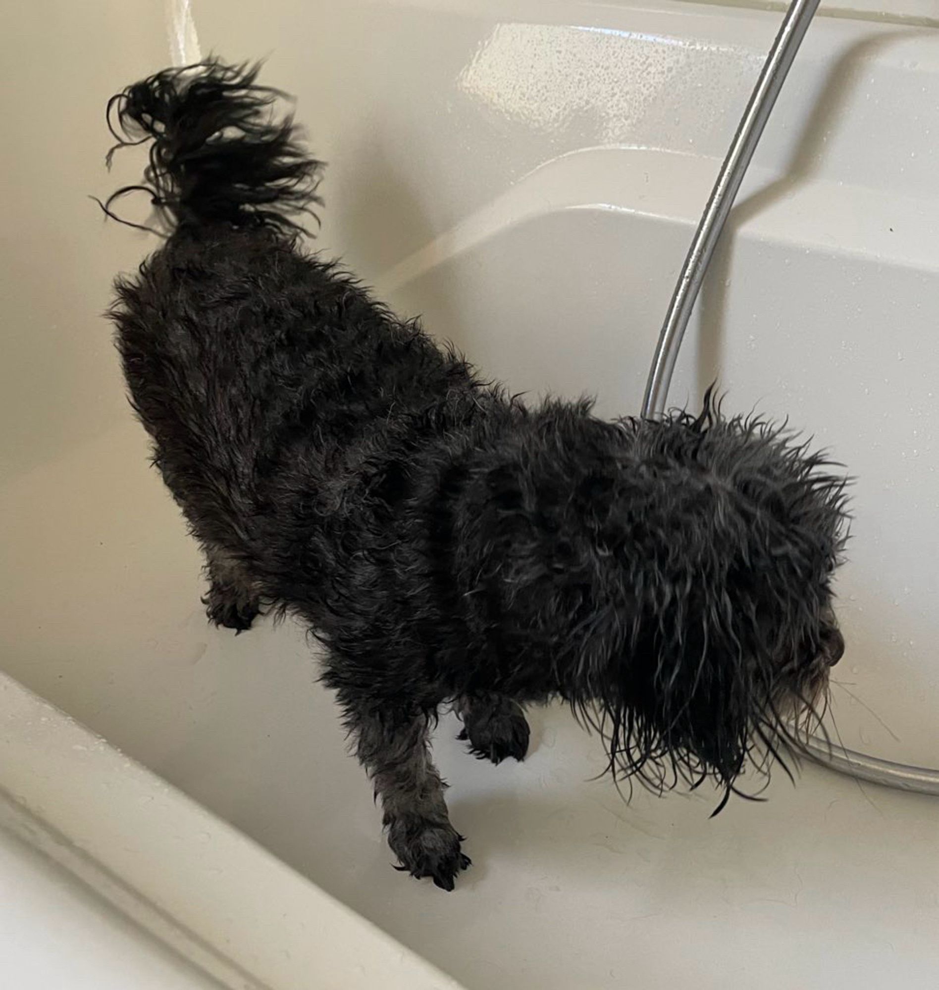 Ein kleiner schwarzer Hund in einer Badewanne.