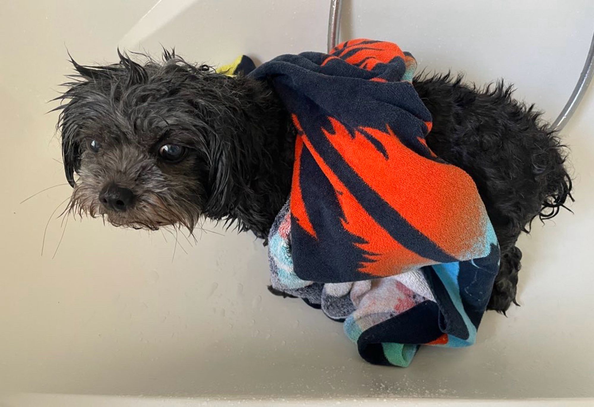 Ein kleiner schwarzer Hund mit Handtuch in einer Badewanne.