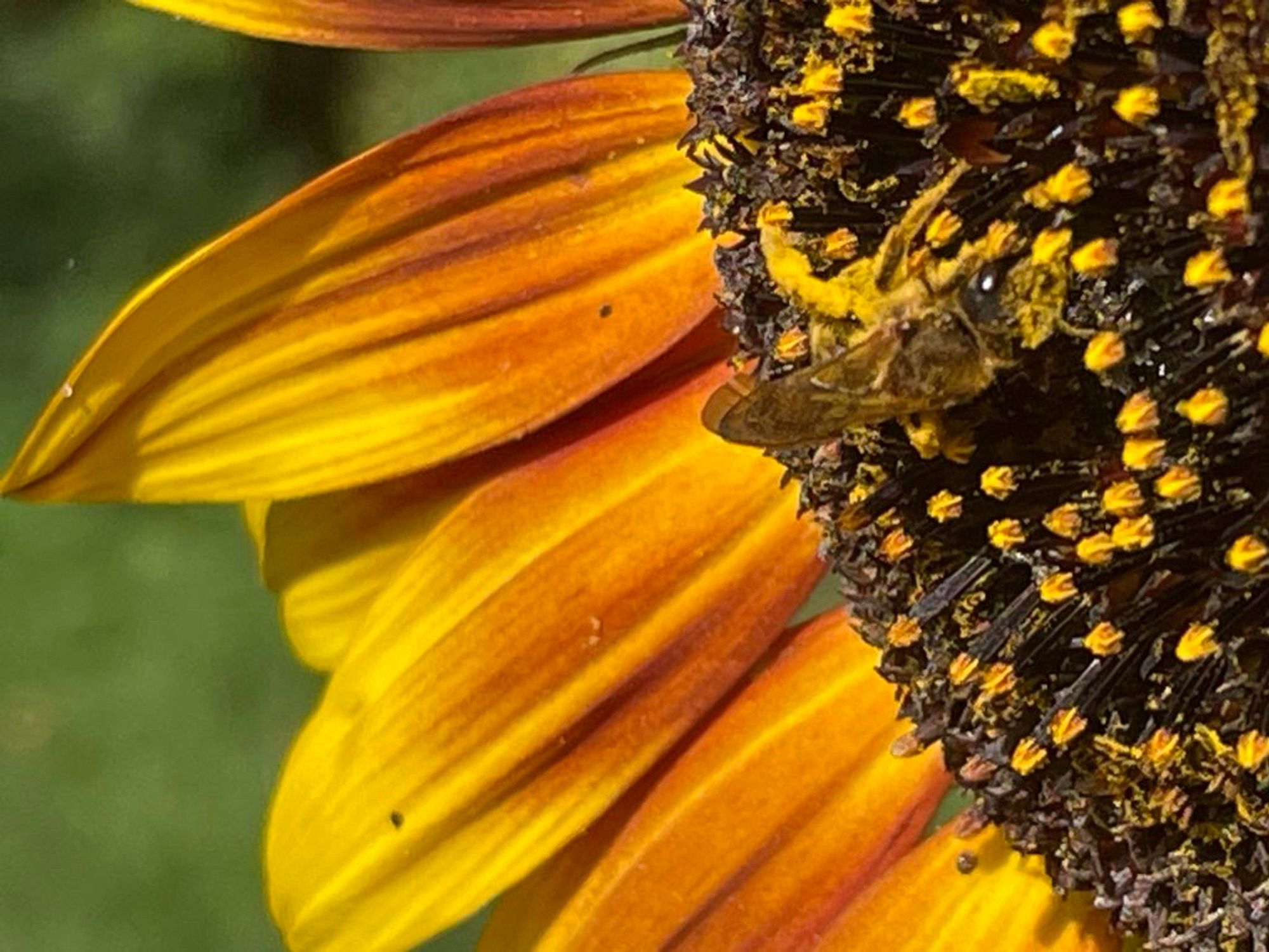 Kleines Bienchen an einer Sonnenblumenblüte.