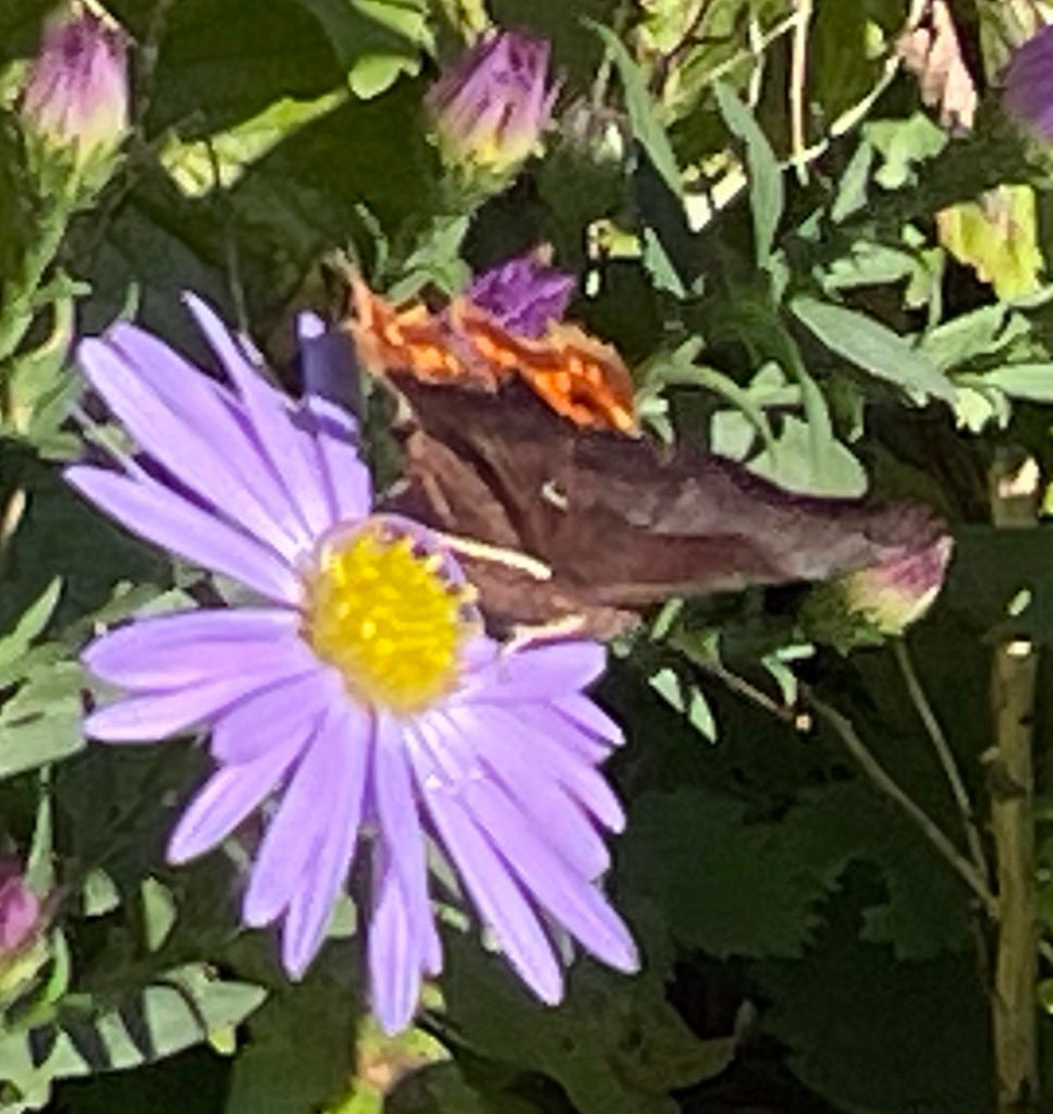 Ein C-Falter auf einer lilafarbenen Herbstasterblüte.