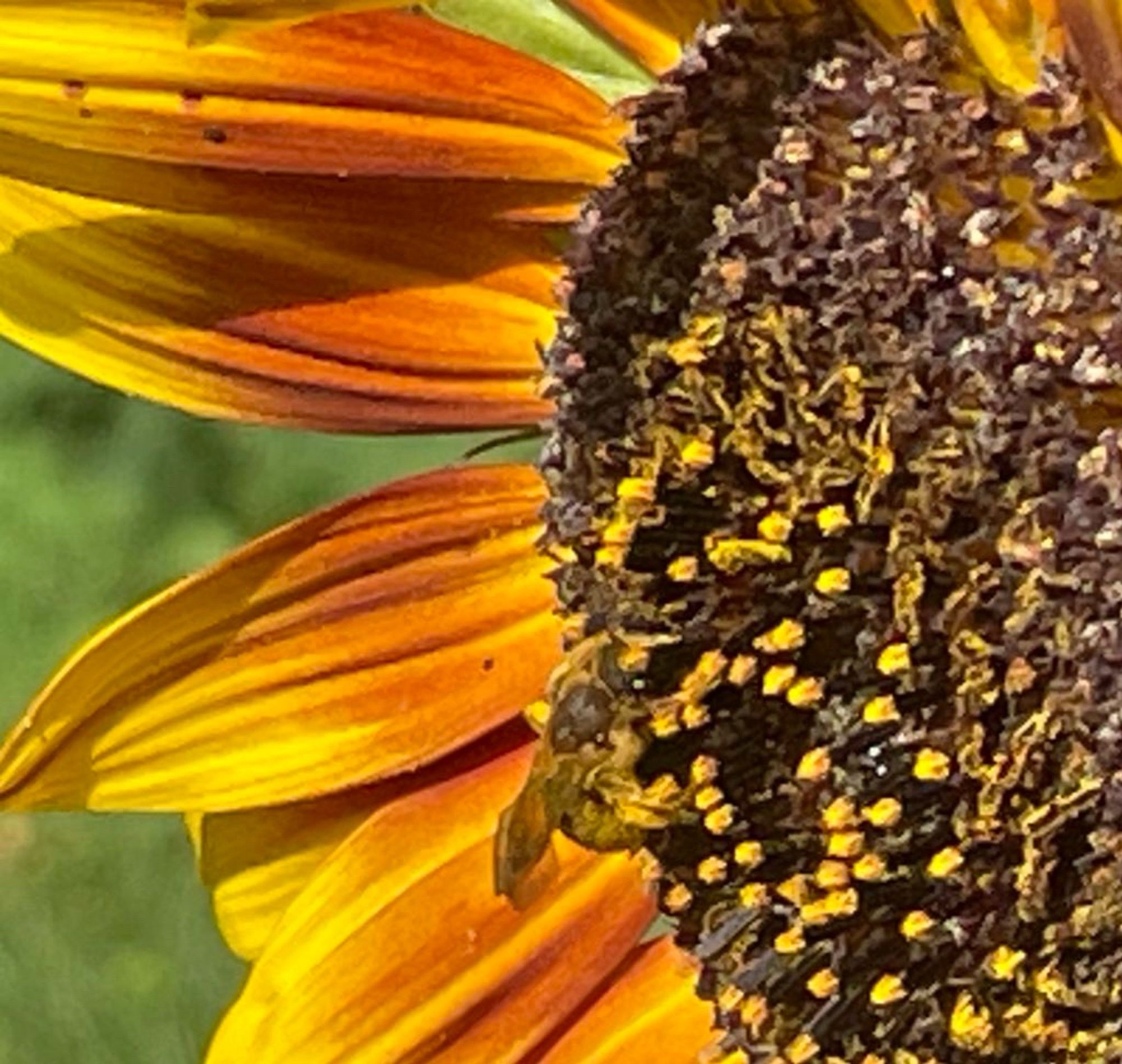 Kleines Bienchen an einer Sonnenblumenblüte.