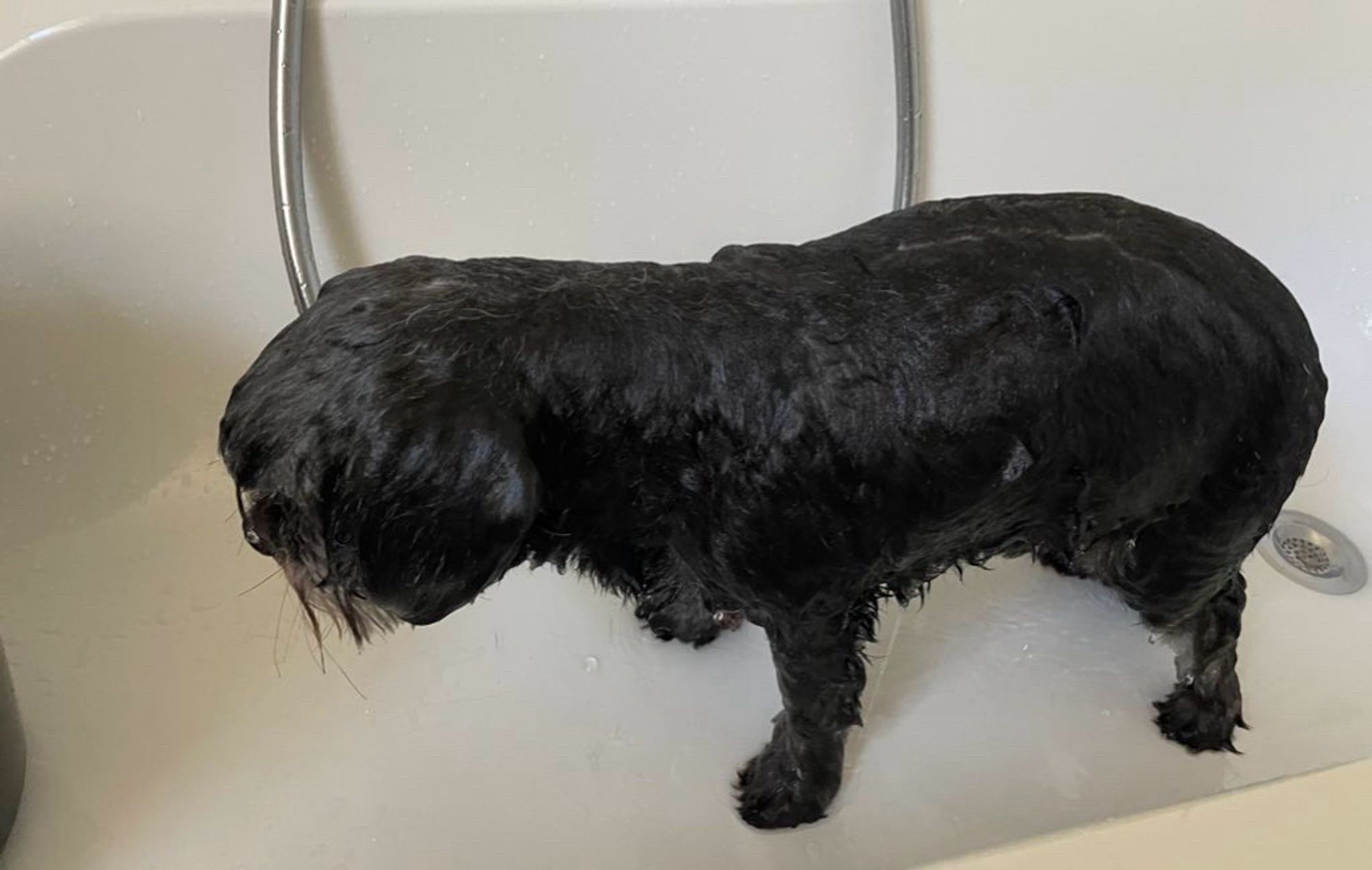 Ein kleiner schwarzer Hund in einer Badewanne.