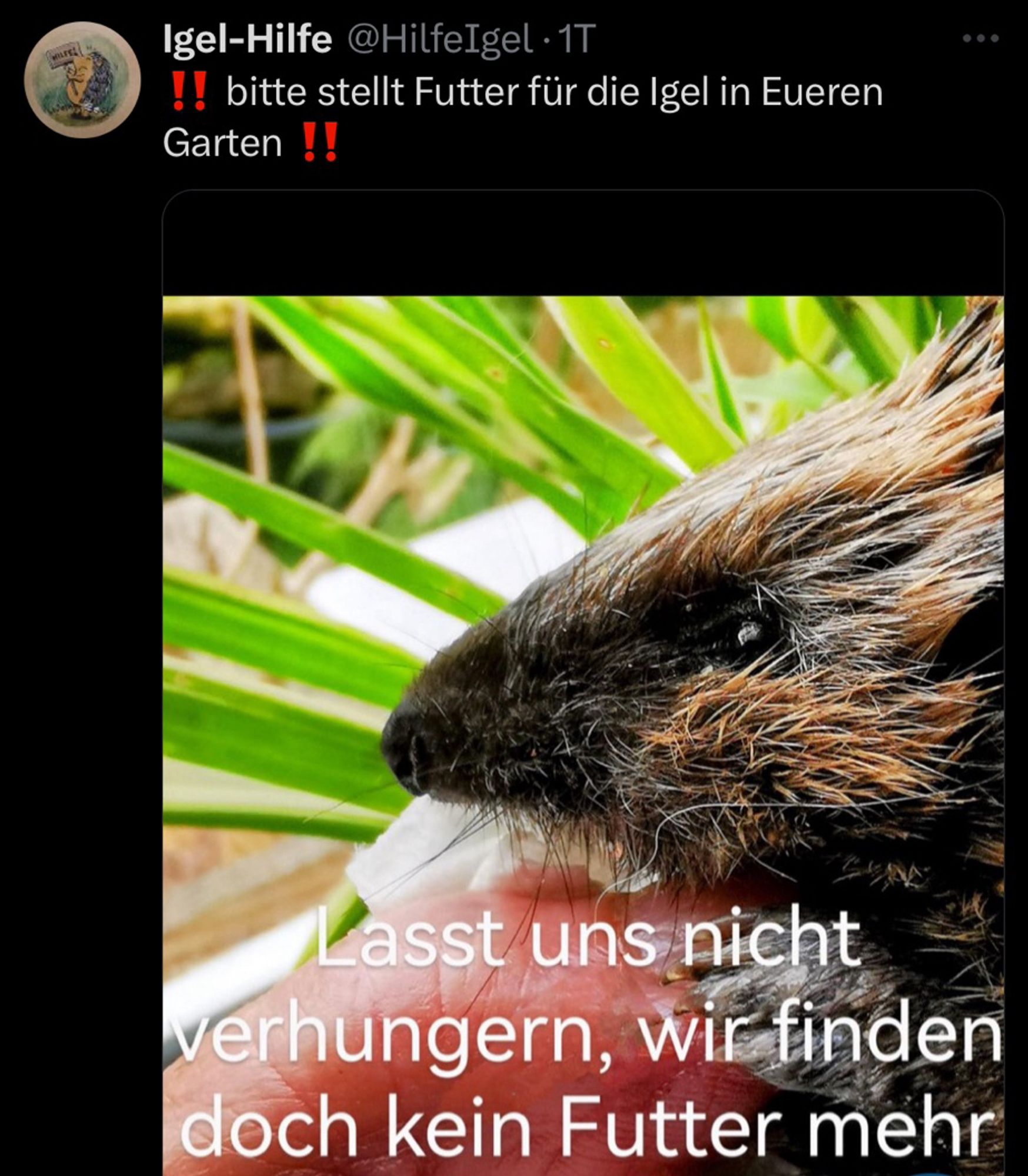 Screenshot von X, Foto mit Igel mit Schriftzug:
„Lasst uns nicht verhungern, wir finden doch kein Futter mehr.“