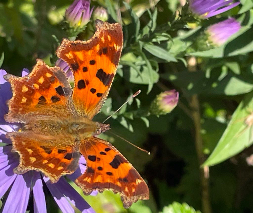 Ein C-Falter auf einer lilafarbenen Herbstasterblüte.