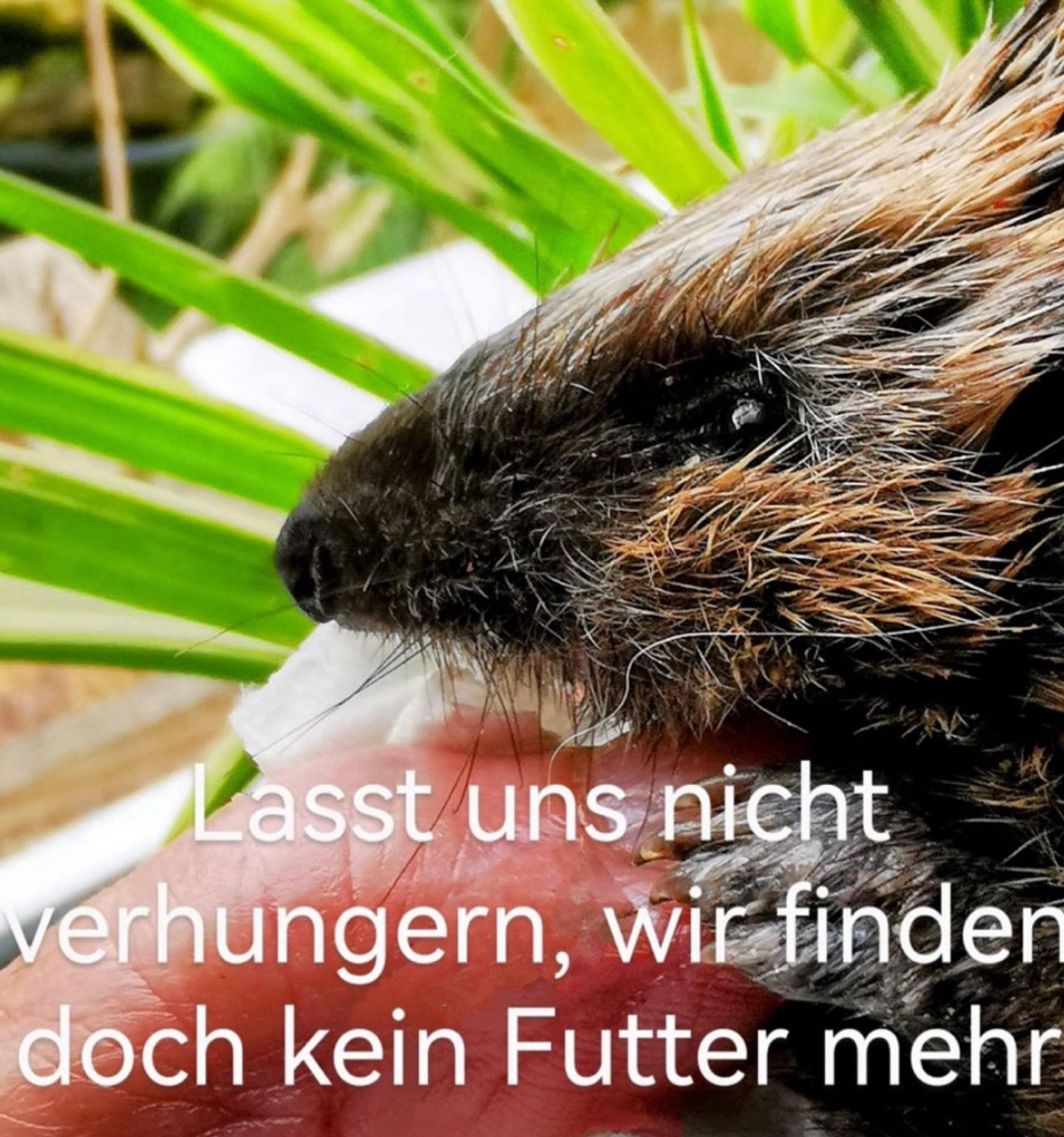 Screenshot von X, Foto mit Igel mit Schriftzug:
„Lasst uns nicht verhungern, wir finden doch kein Futter mehr.“