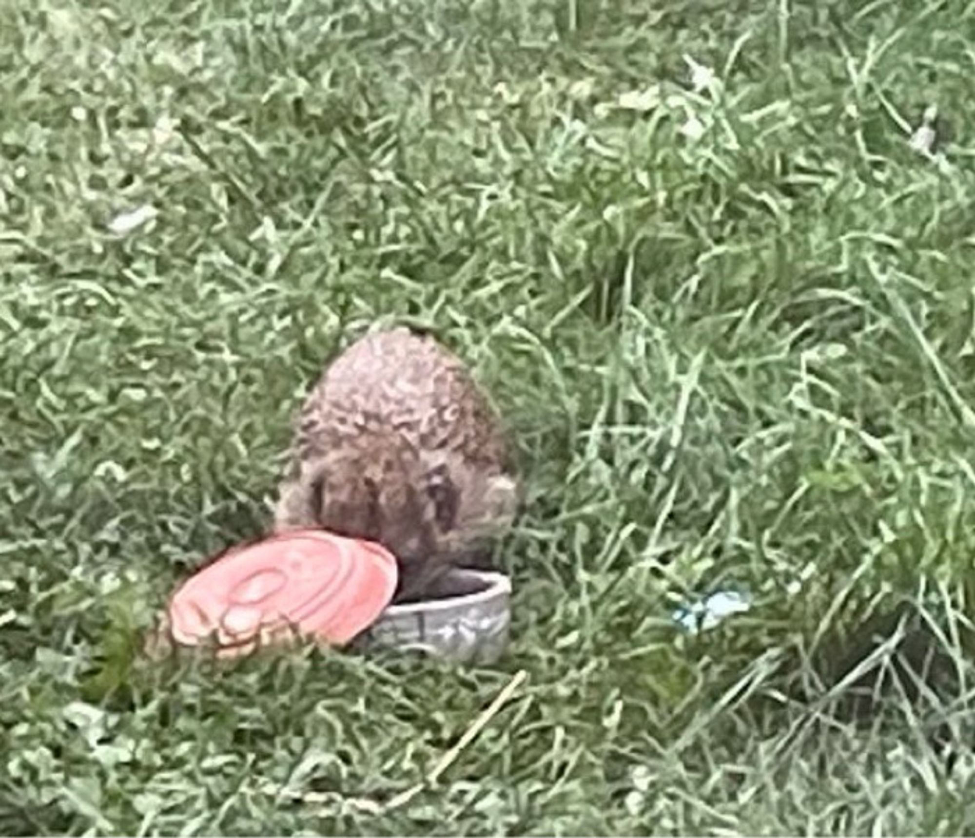 Igel im Garten am Futternapf.