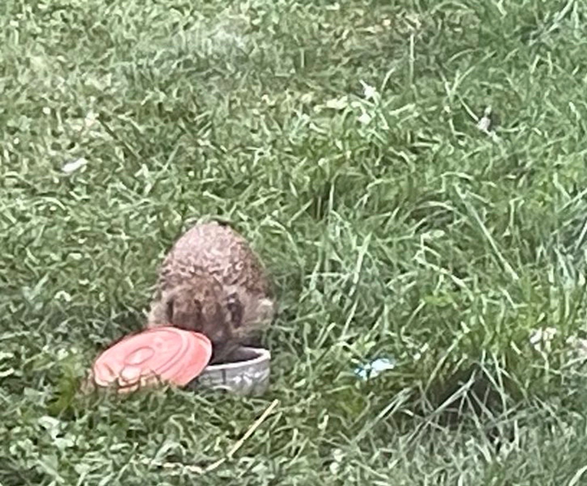 Ein Igel frisst im Garten aus einem Napf mit Katzenfutter.