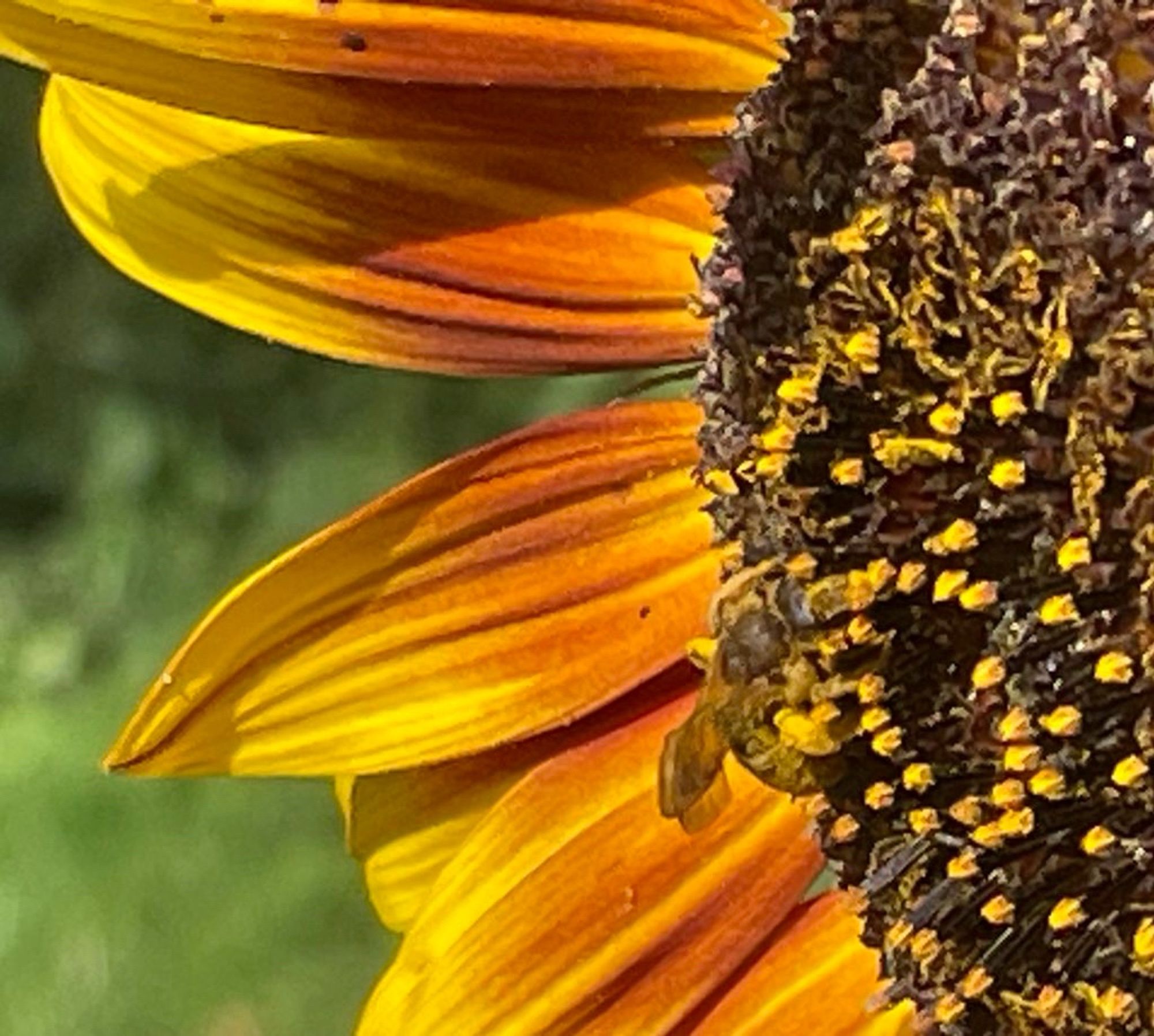 Kleines Bienchen an einer Sonnenblumenblüte.