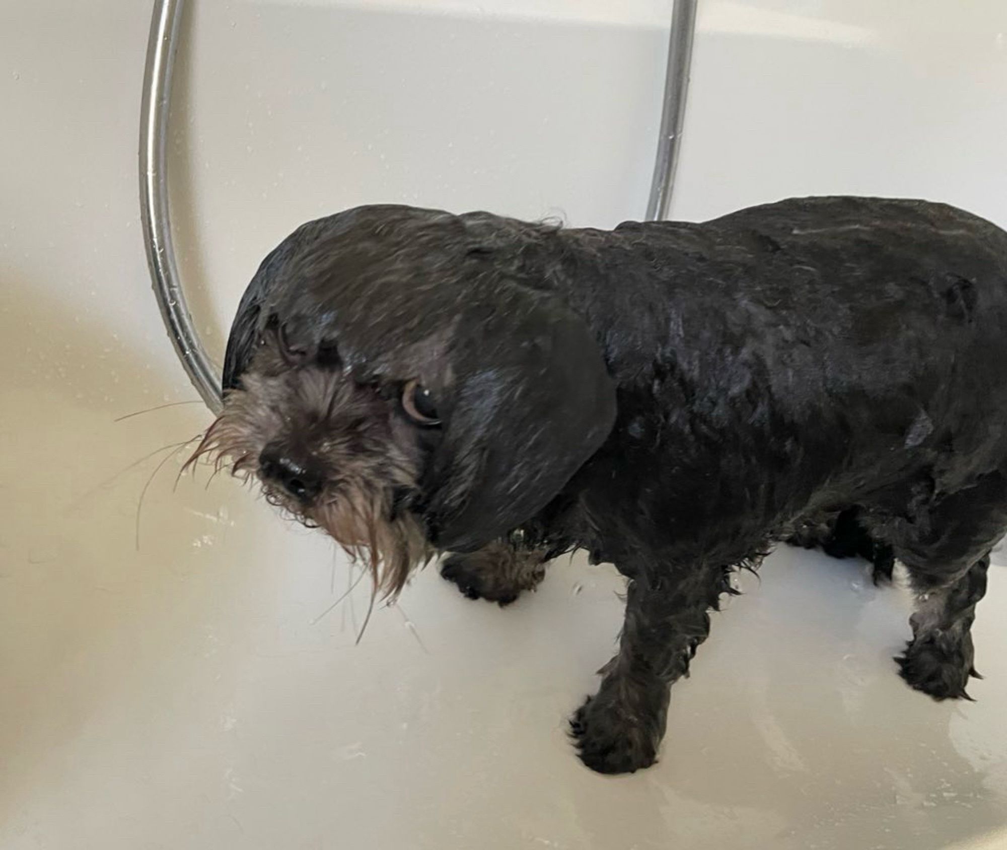 Ein kleiner schwarzer Hund in einer Badewanne.