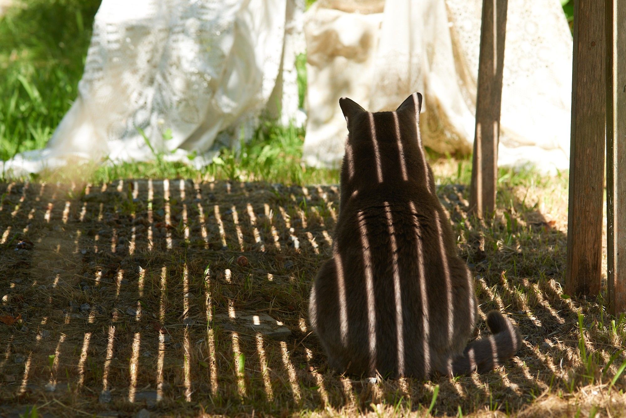 A grey cat sitting beneath a wooden table with stripey shadows on her an the grass.