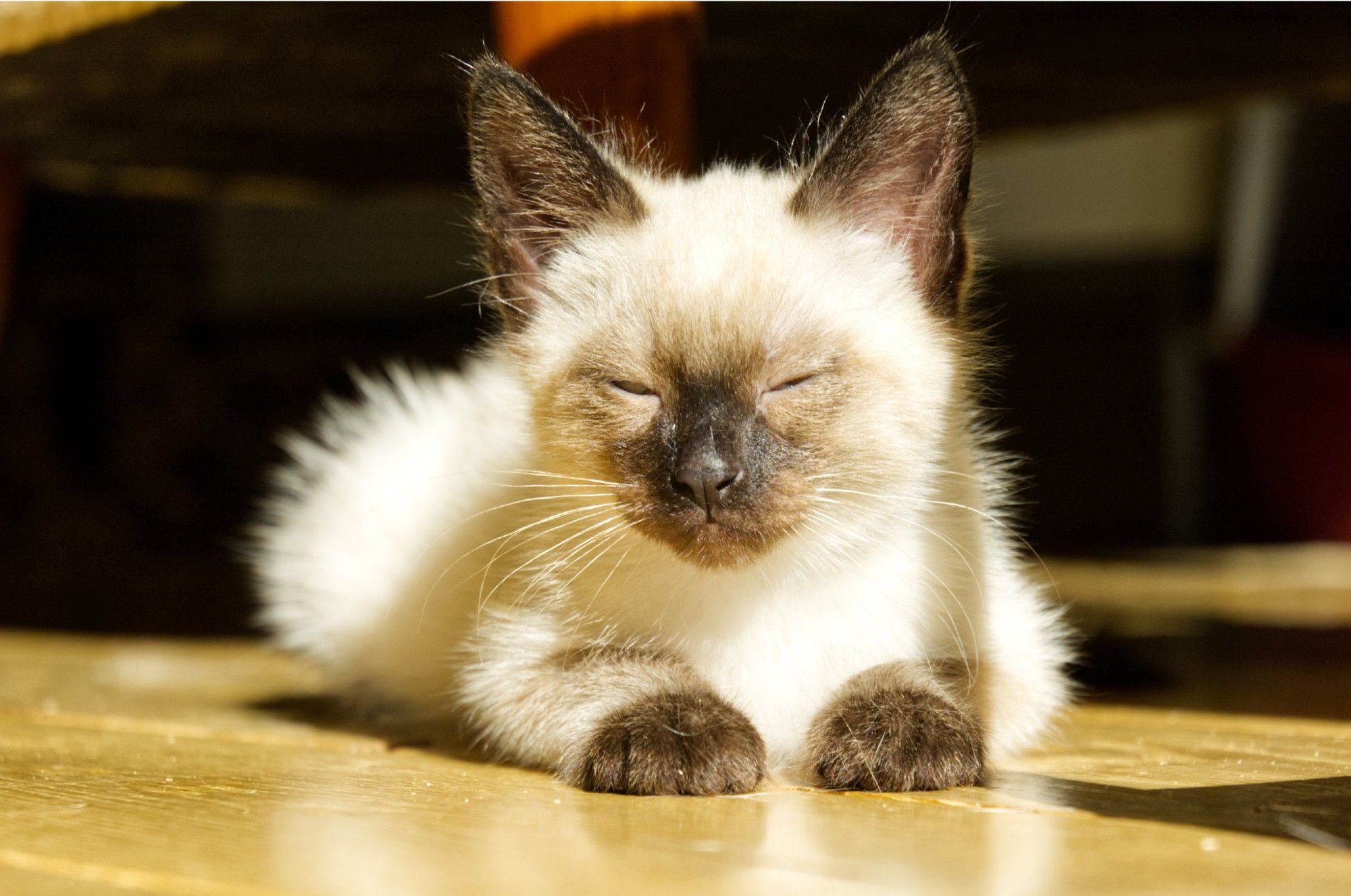 A fluffy traditional siamese kitten basking in sunlight on a wooden floor with it's eyes almost closed.