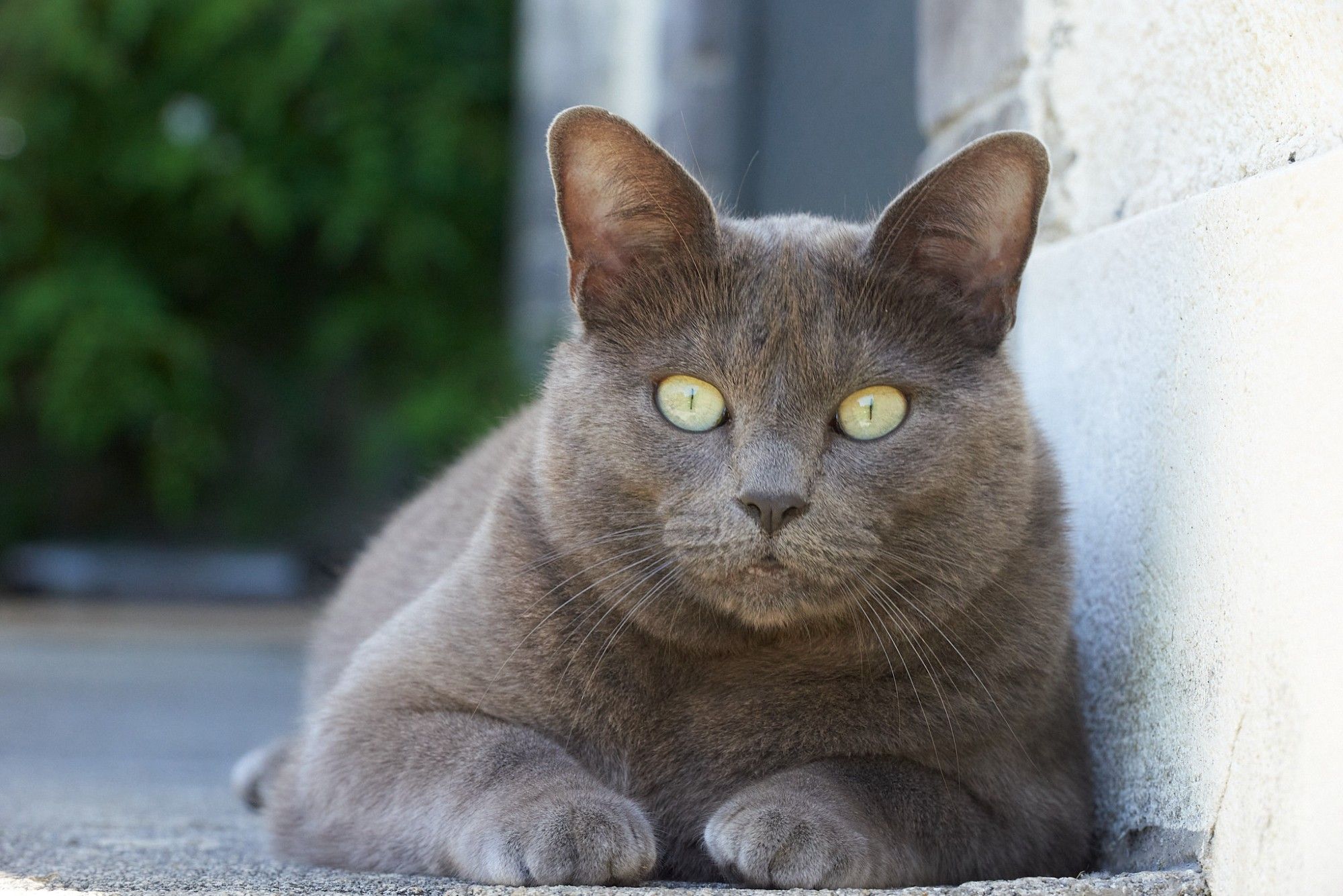 Close-up van een liggende zilvergrijze poes die met haar grote ronde groene ogen recht in de camera kijkt