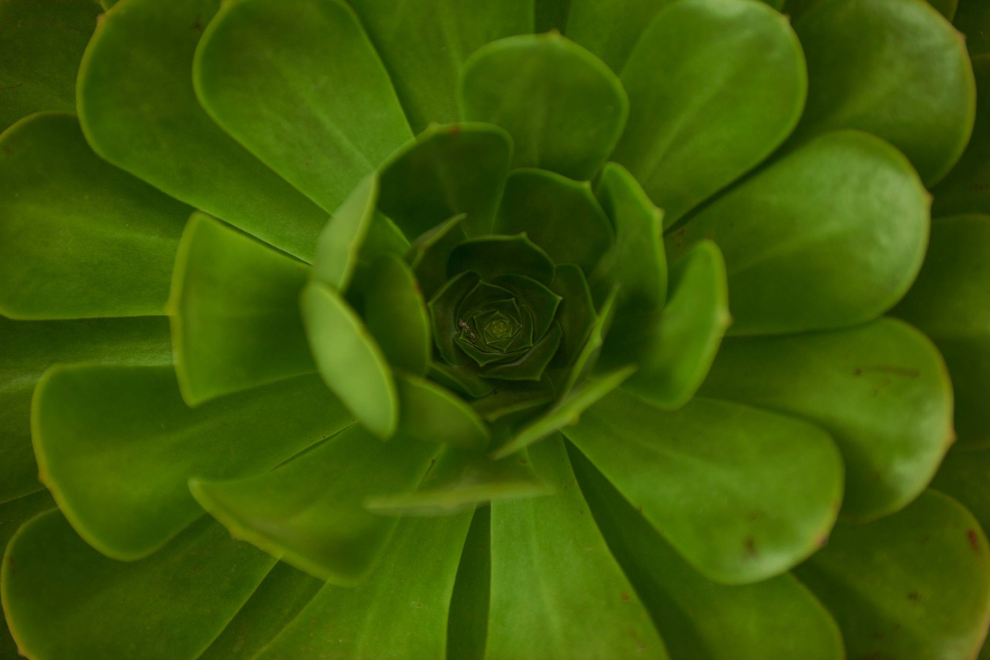 A green succulent with leafs around in a geometrical shape