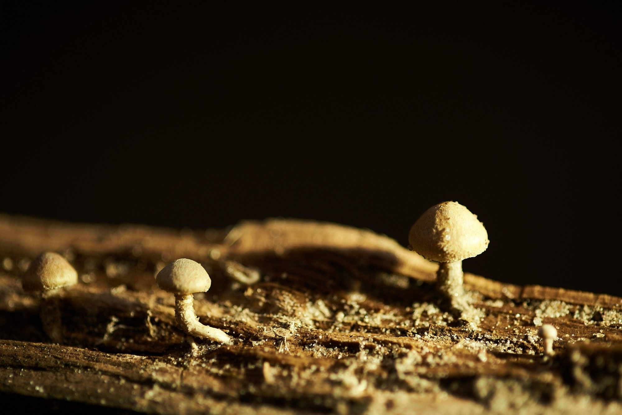 Three very small white mushrooms on a stick lit from the right side against a pitch black background. Looks very alien.