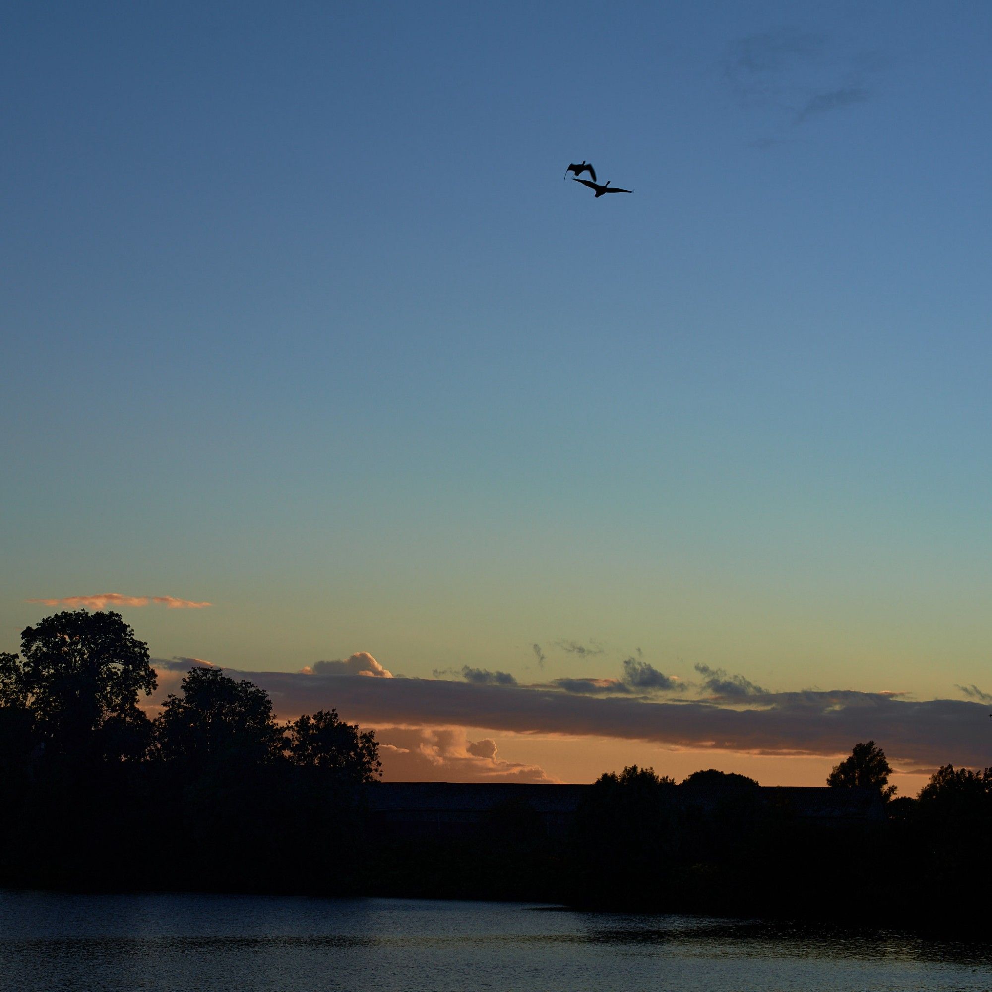 Foto met de silhouetten van twee ganzen die afsteken tegen de lucht. De zon is net ondergegaan, dus de lucht is grotendeels blauw, maar verloopt richting horizon via groen en geel naar oranje. Aan de horizon silhouetten van bomen. Onderaan zacht kabbelend water dat de kleuren van de lucht weerspiegelt.