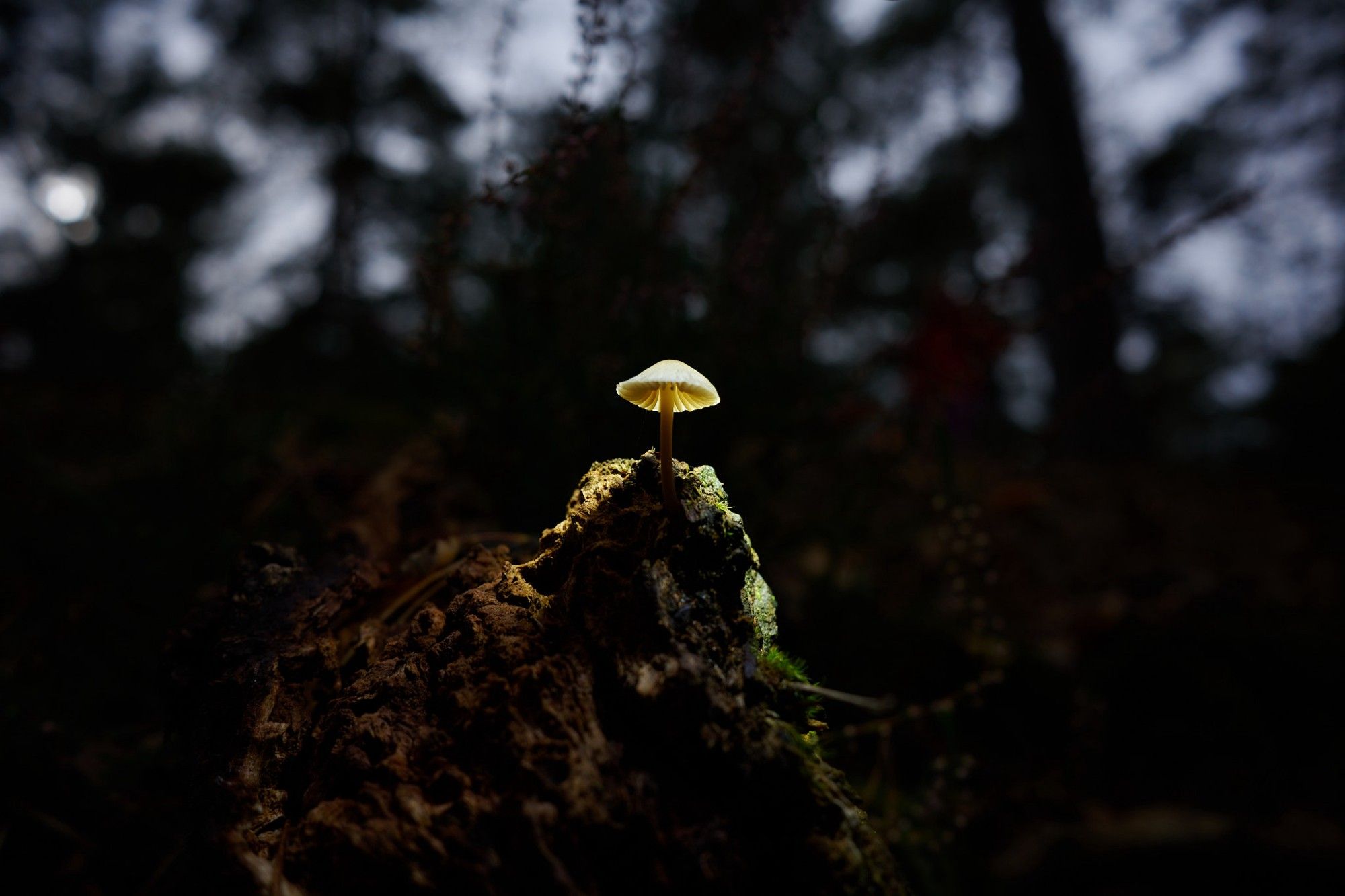 A tiny mushroom on a piece of tree glowing up and shining like a little lamp.