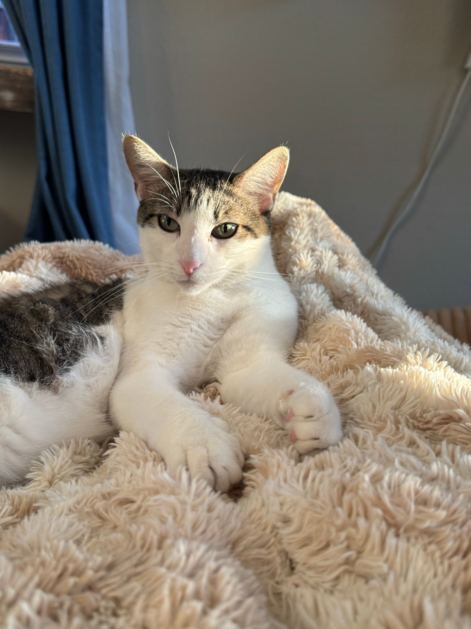 A white and gray cat laying on a fur blanket looking at the camera. 