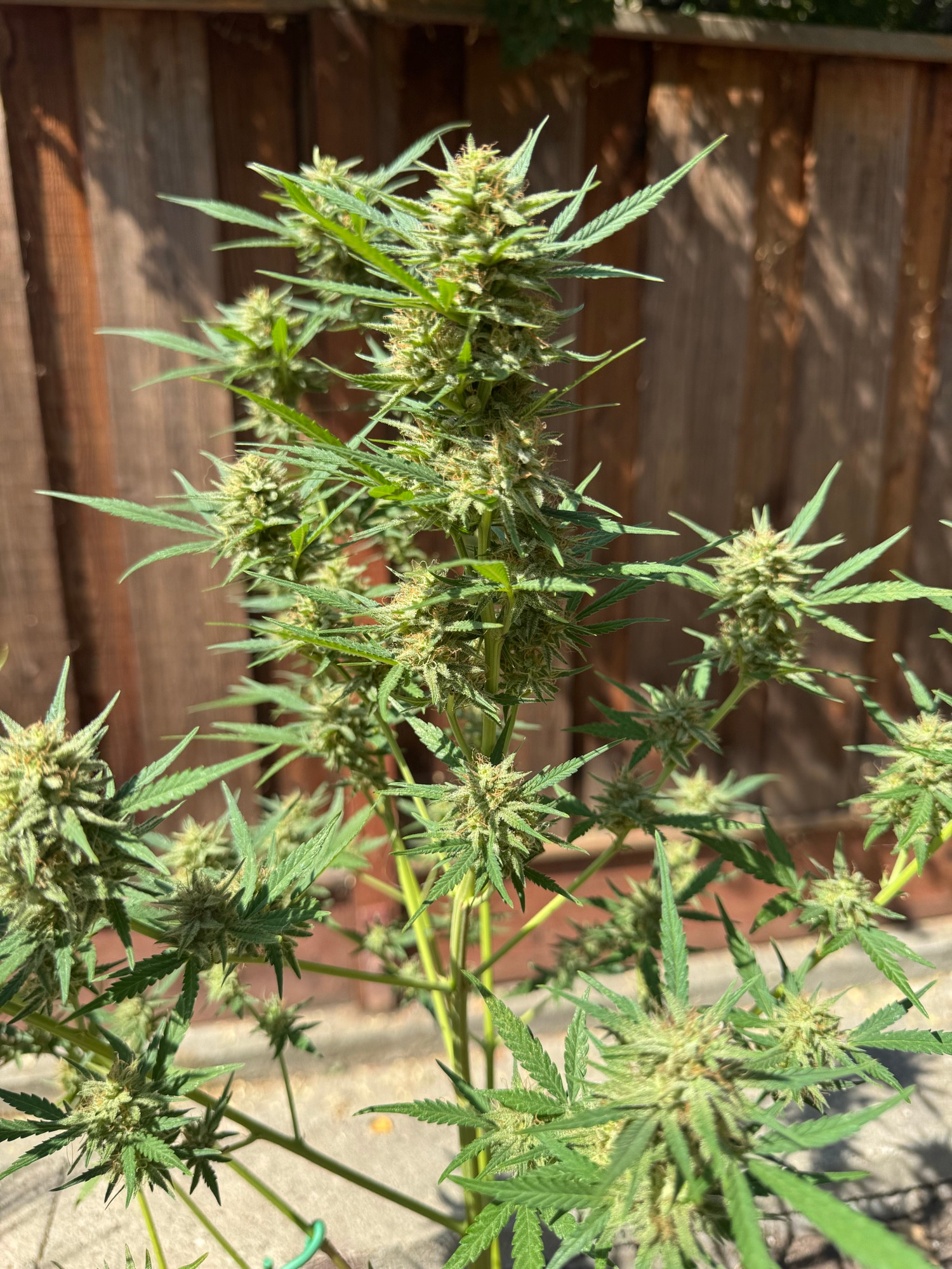 Outdoor marijuana plant with a lot of large flowers. 