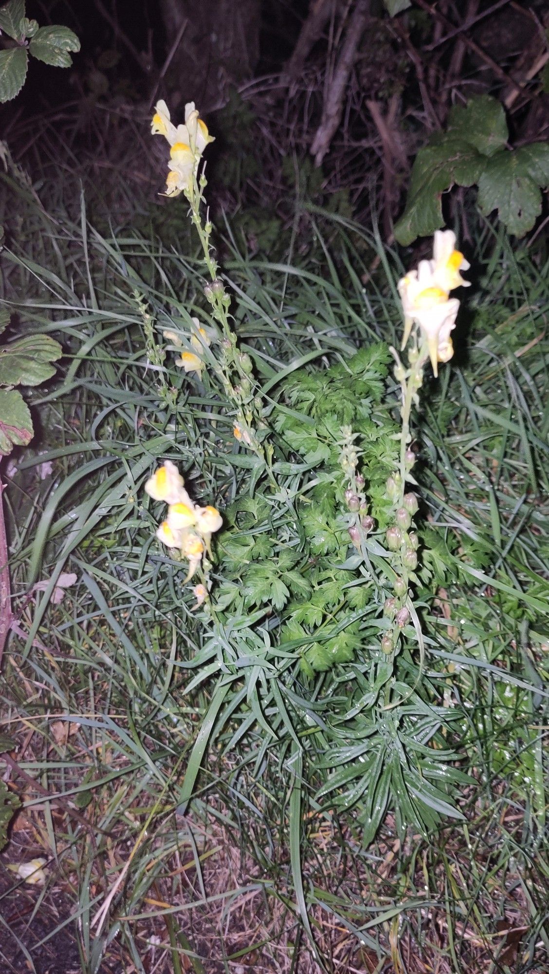 Flash photo of plant stalks with yellowy white flowers