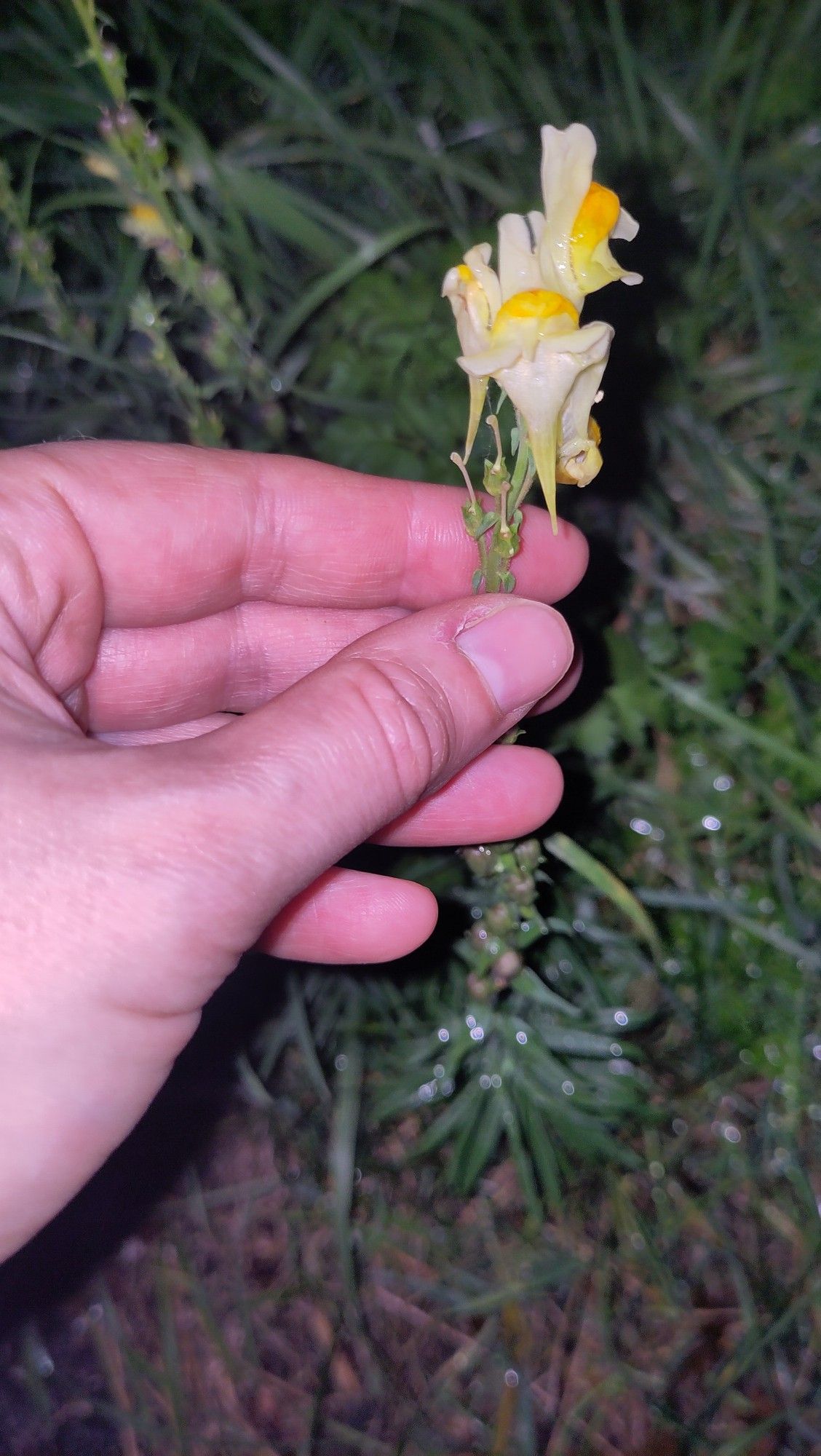 Flash photo of hand holding yellowy white flower spike towards bottom