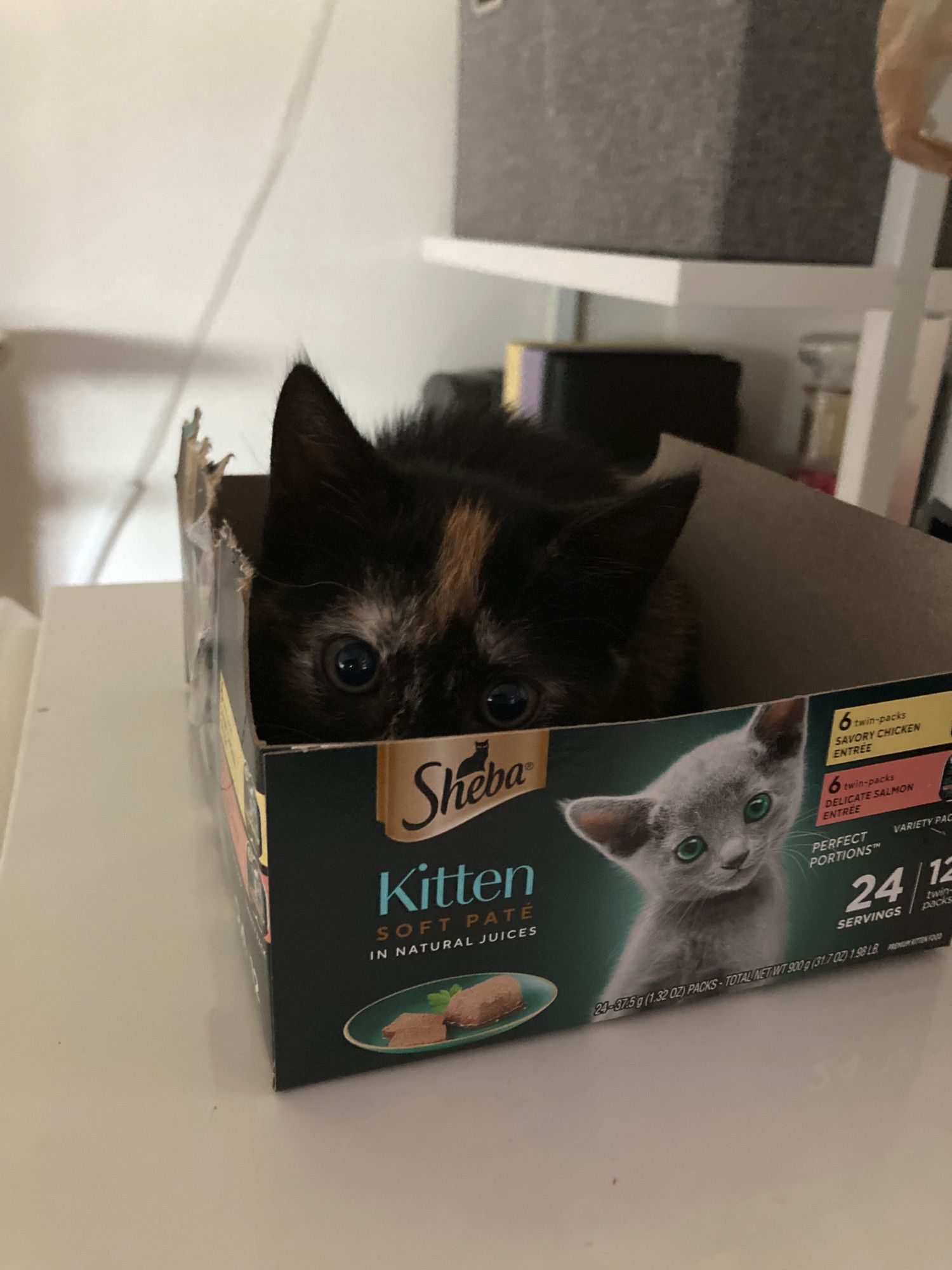 a small tortie kitten sitting loaf style inside a cardboard box labeled "kitten soft pate". her eyes are peering over the edge of the box in a manner that suggests she might be about to pounce