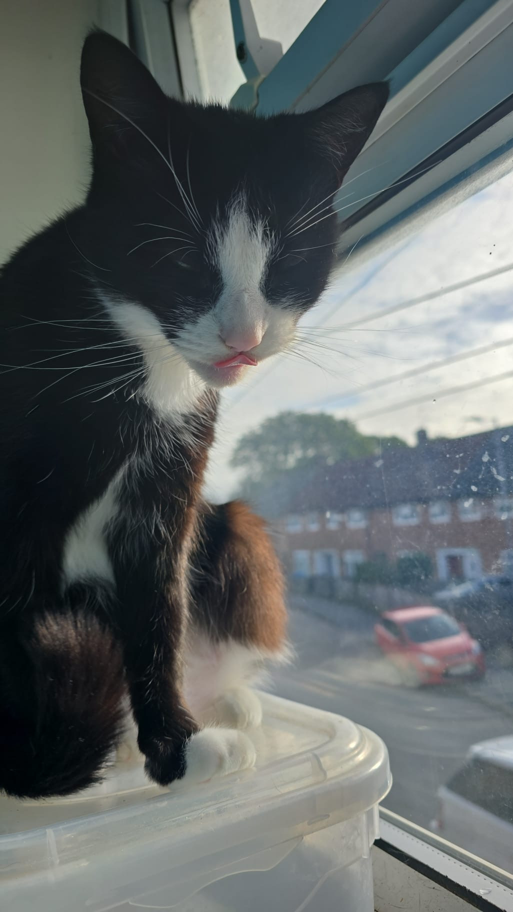 picture of a cat (black and white) with its tongue out 
