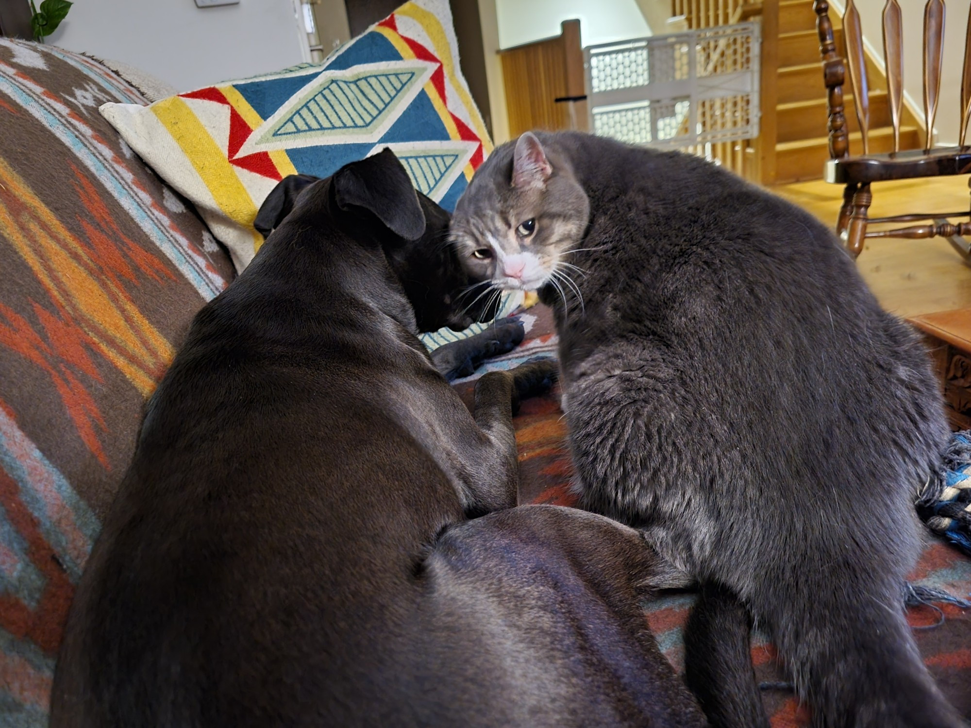 A dog and a cat snuggling on a couch