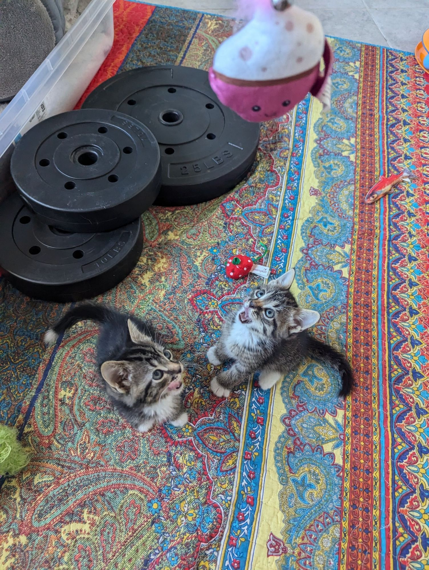 Two tabby kittens on a brightly colored rug by some weights, staring up and screaming