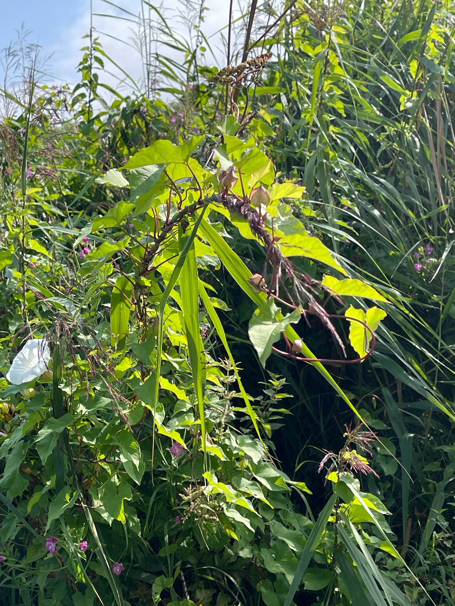 A plant grown twisted around a long piece of grass