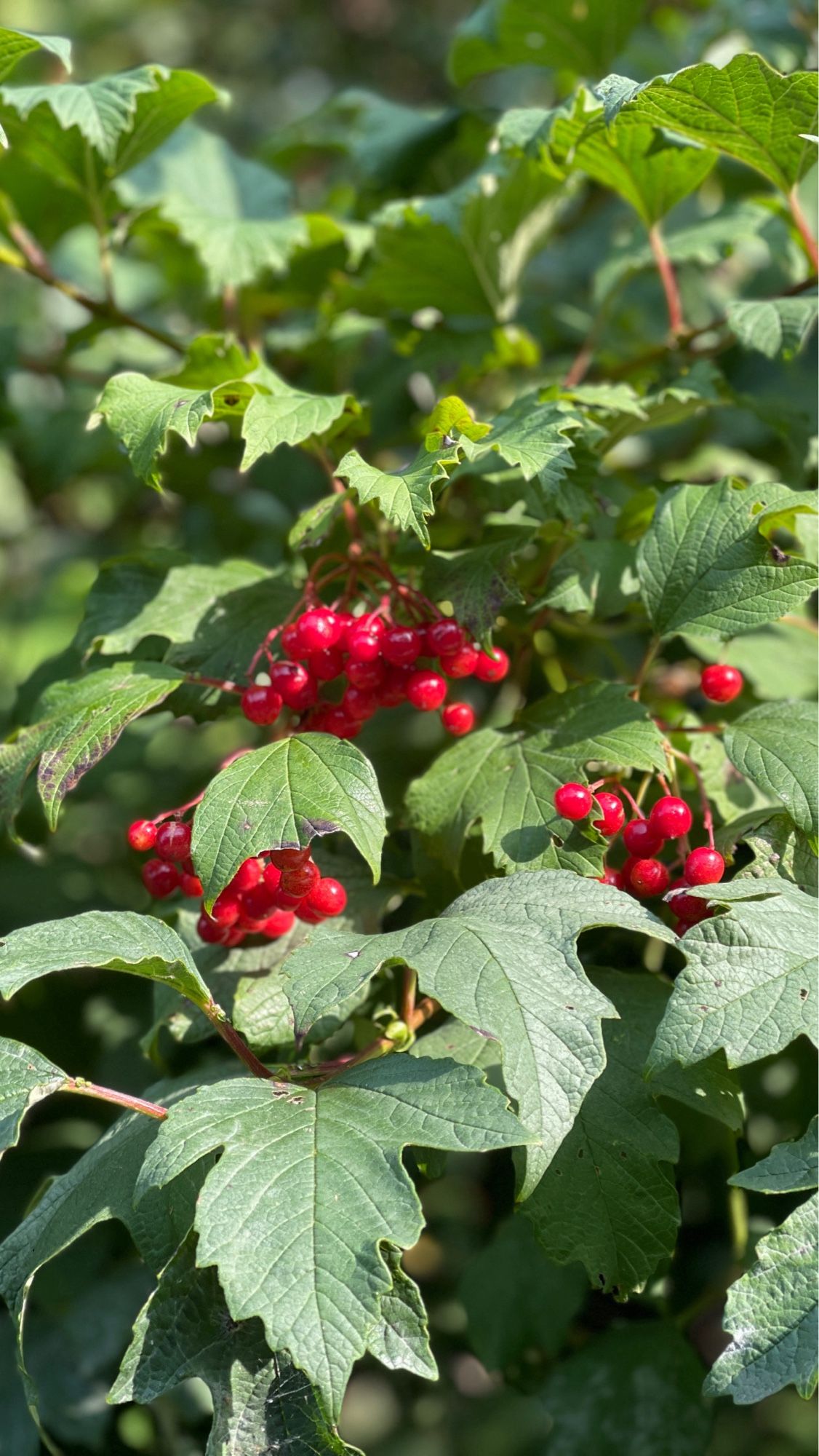 Red berries amongst leaves on a sunny day