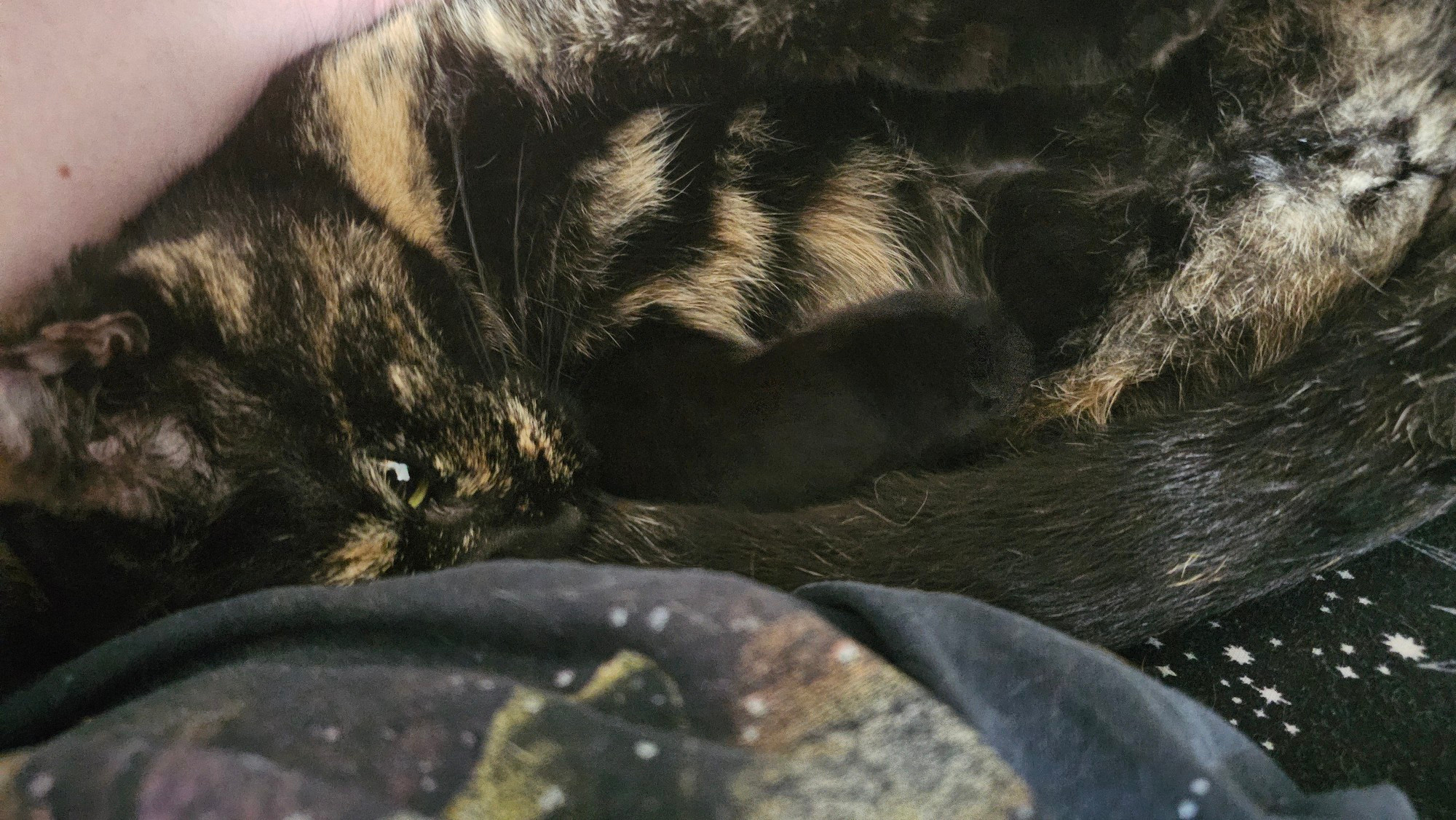 Tortoiseshell cat curled up in lap