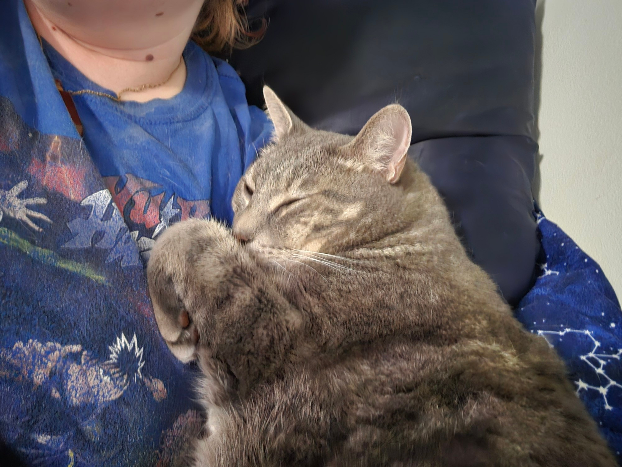 Gray tabby cat snuggled up with owner who is wearing a blue shirt