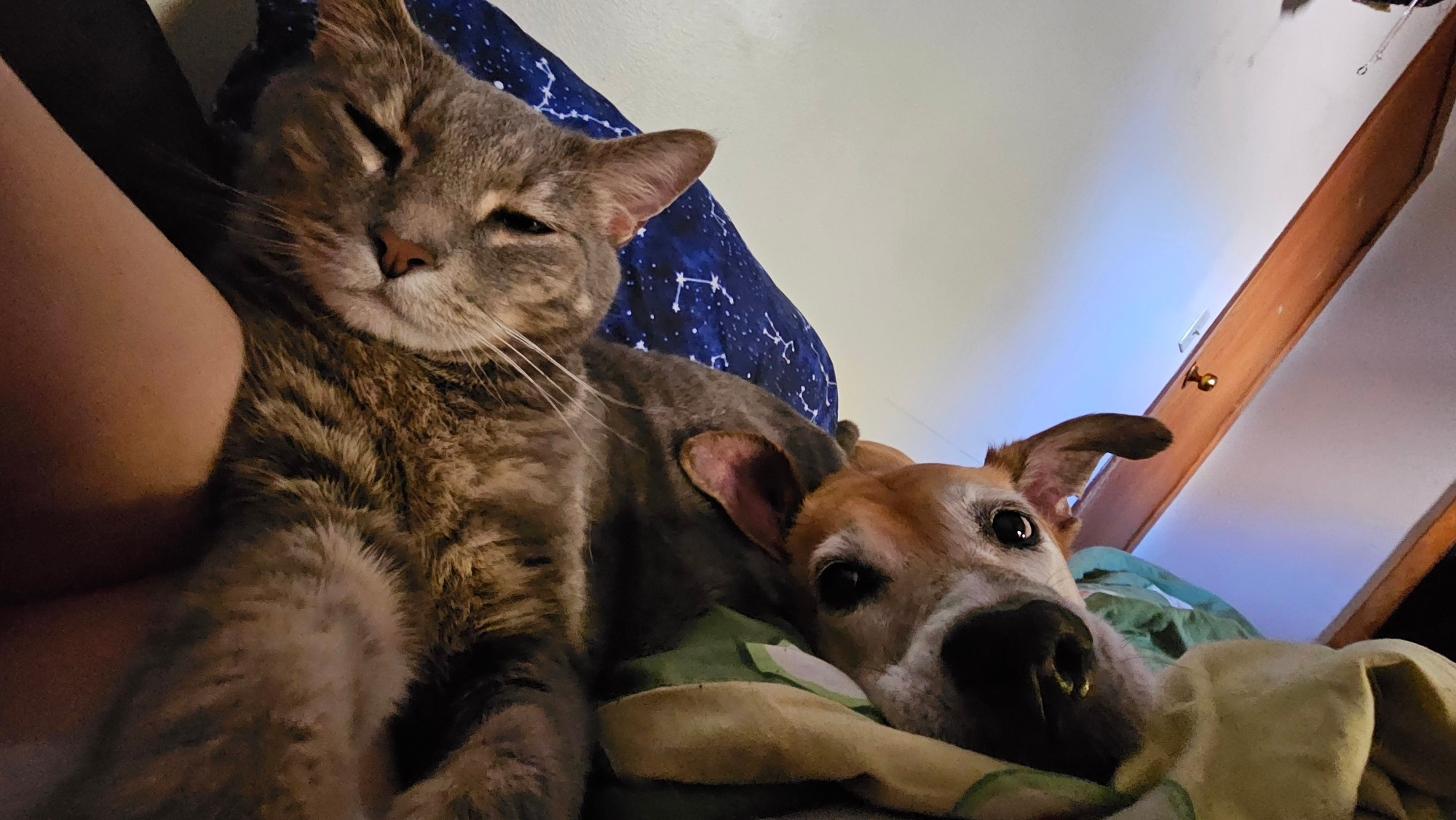 Gray tabby cat with a dog laying on a bed