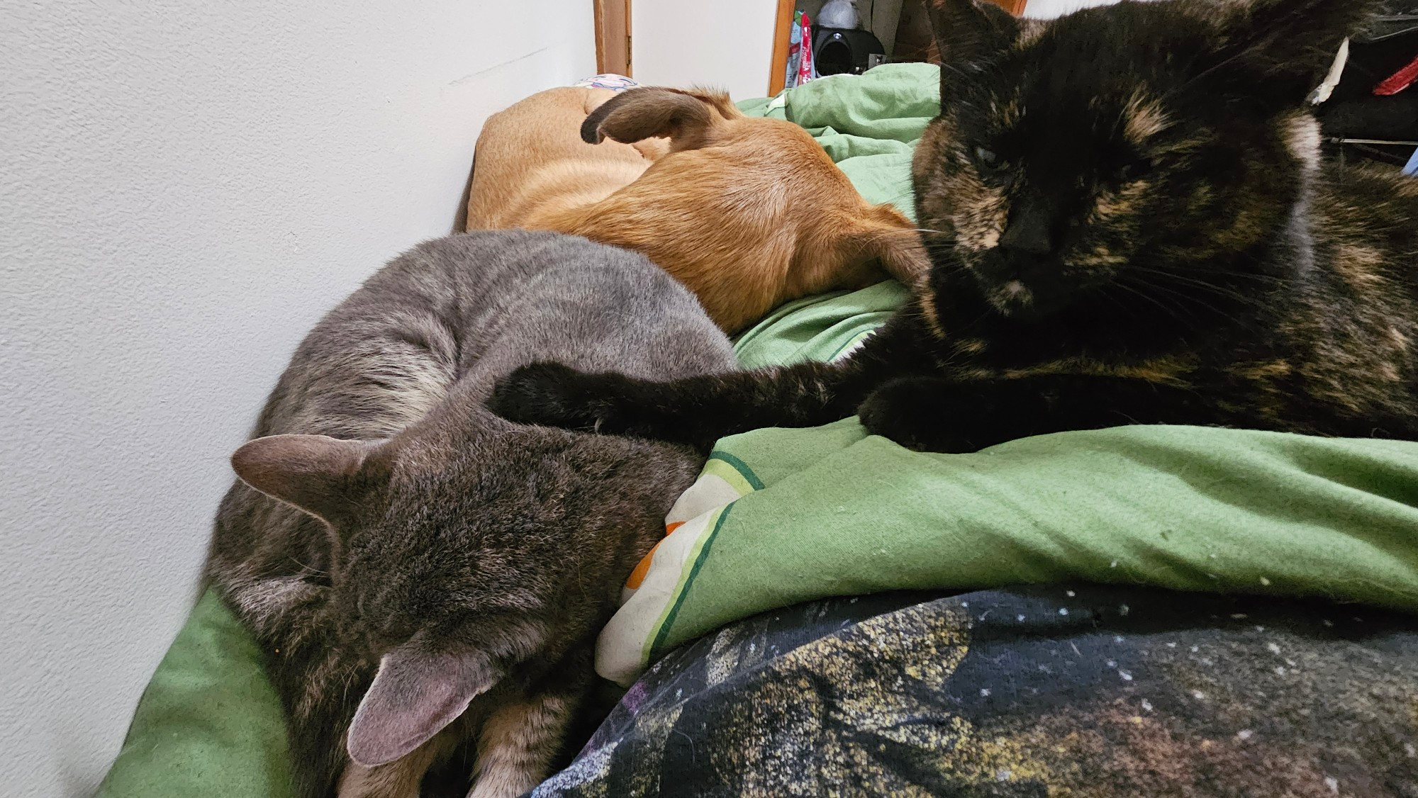 A dog and two cat laying on a bed together. The dog is curled up facing away from the camera. The gray cat is also curled up in a ball asleep. The tortoiseshell cat has her paw on the other cat's back and looks content. 